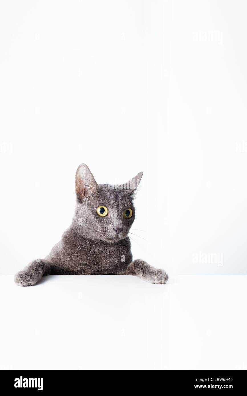 The expression and gesture of a Russian blue cat that can be used as a banner. a cat portrait. Stock Photo