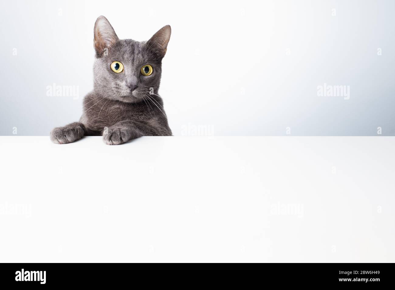 The expression and gesture of a Russian blue cat that can be used as a banner. a cat portrait. Stock Photo