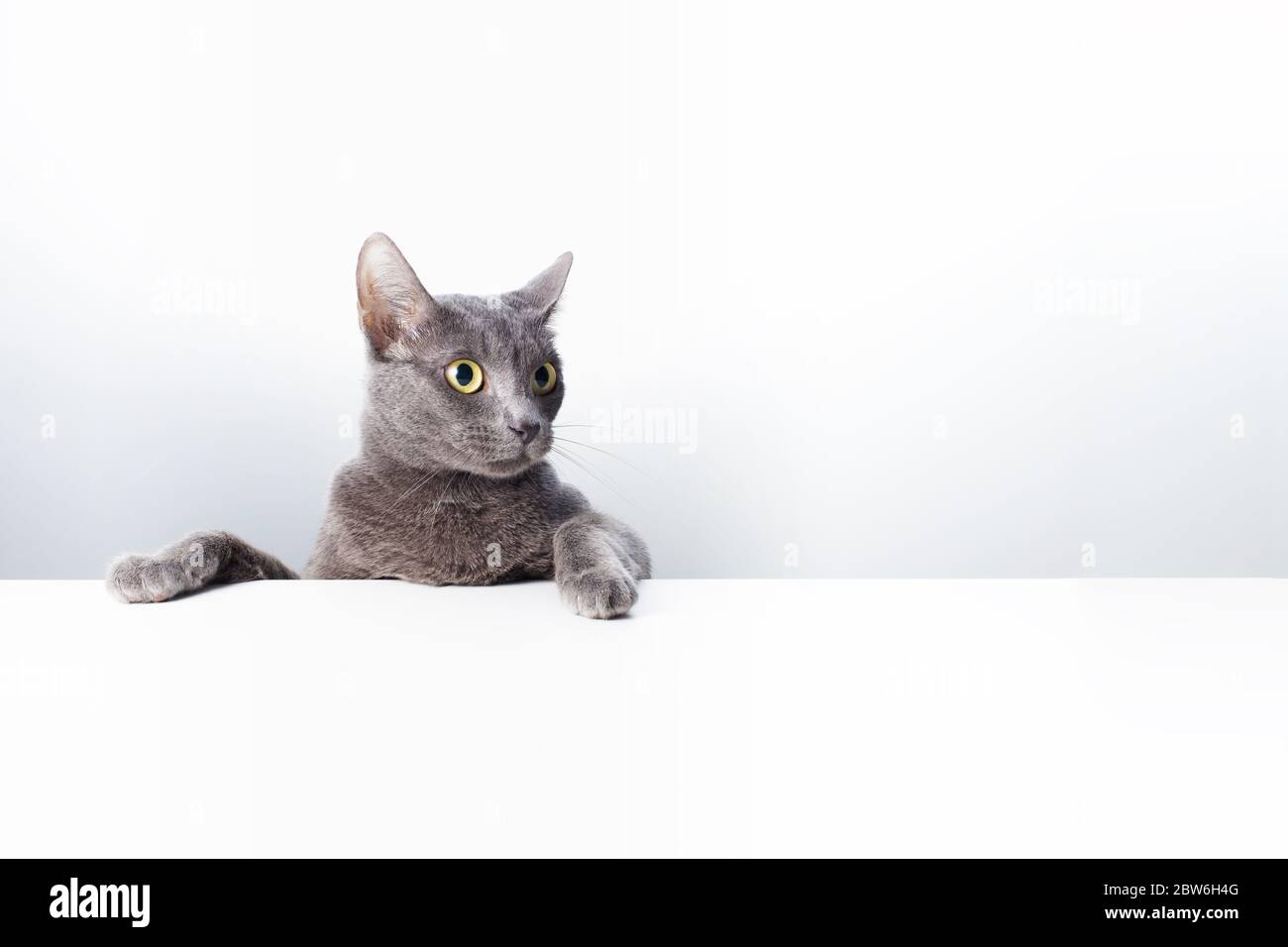 The expression and gesture of a Russian blue cat that can be used as a banner. a cat portrait. Stock Photo