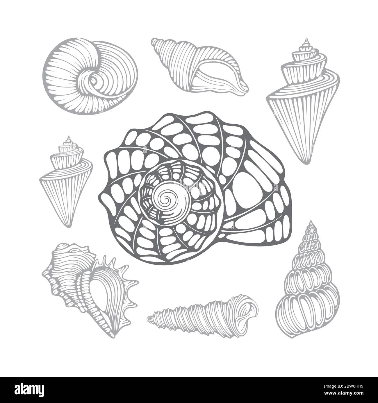Seashells. Different sea shells hand drawn vector illustrations set. Part of set Stock Vector