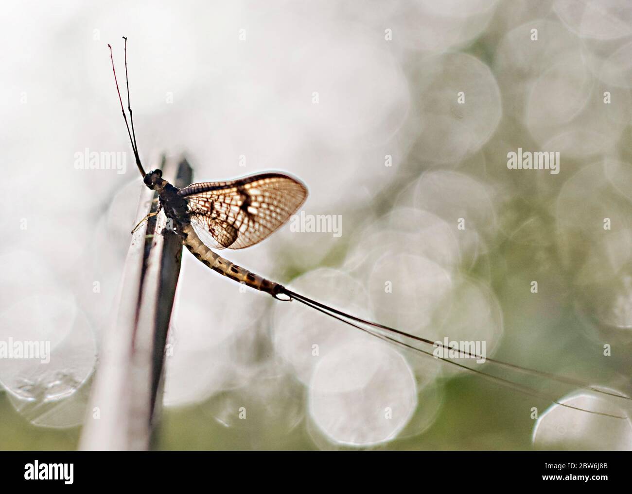 Mayfly on twig in front of river Test Hampshire UK Stock Photo