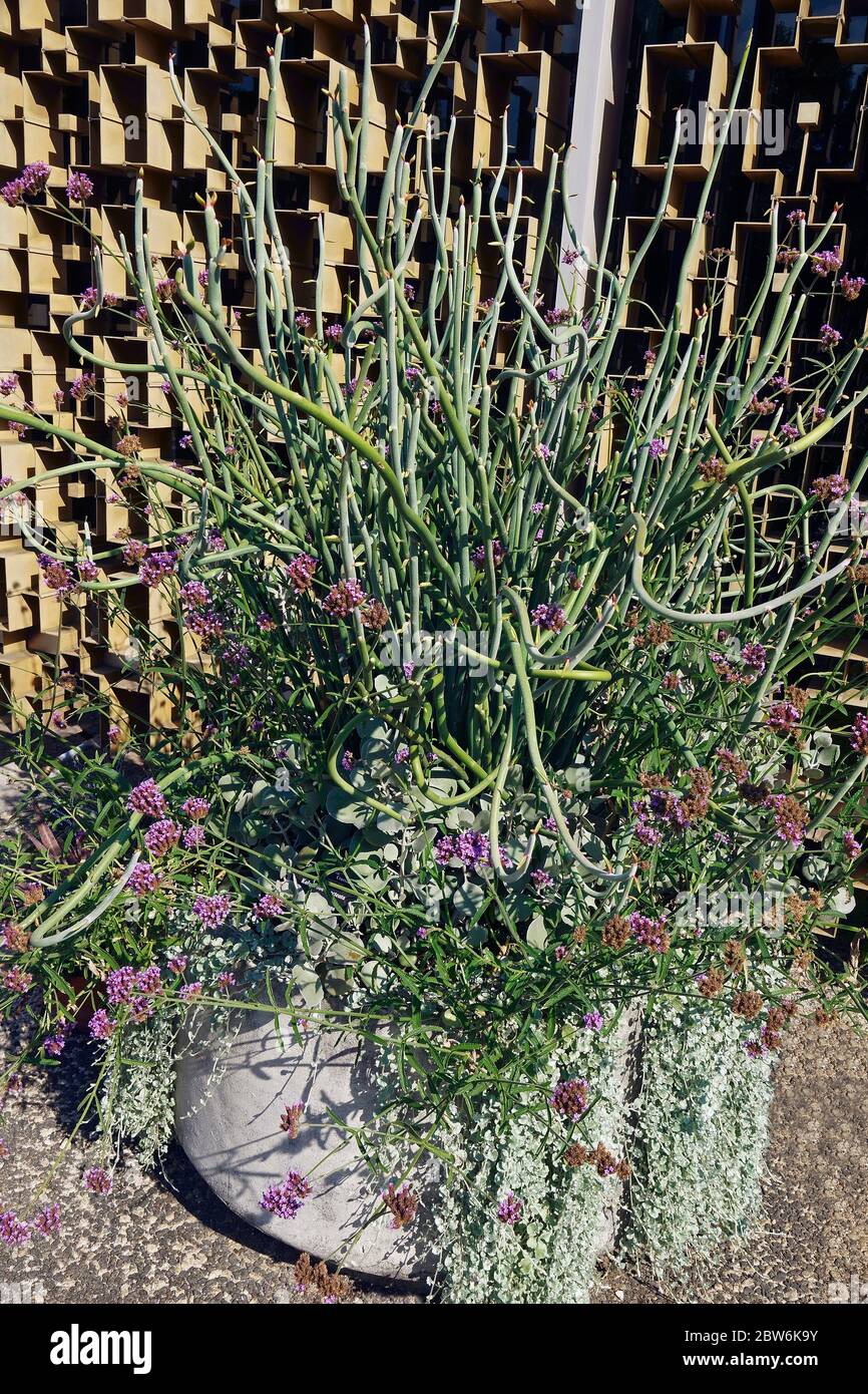 Slipper plant (Euphorbia lomelii) Stock Photo