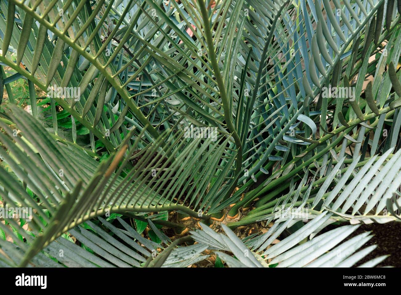 Karoo cycad (Encephalartos lehmannii) Stock Photo