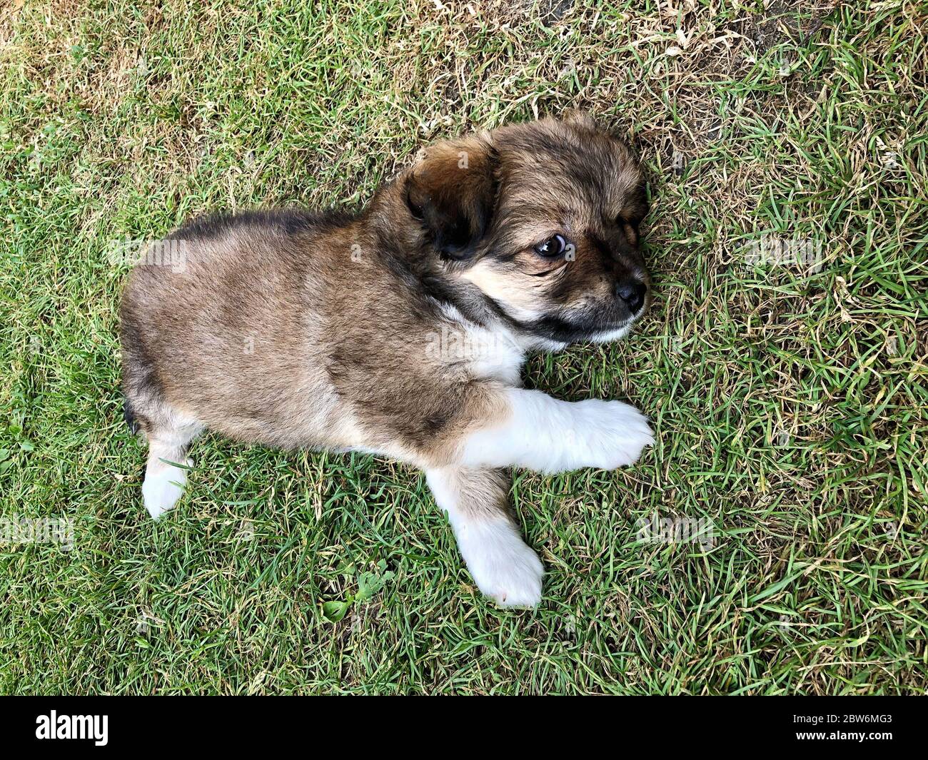 a cute puppy lying on grass at garden Stock Photo - Alamy