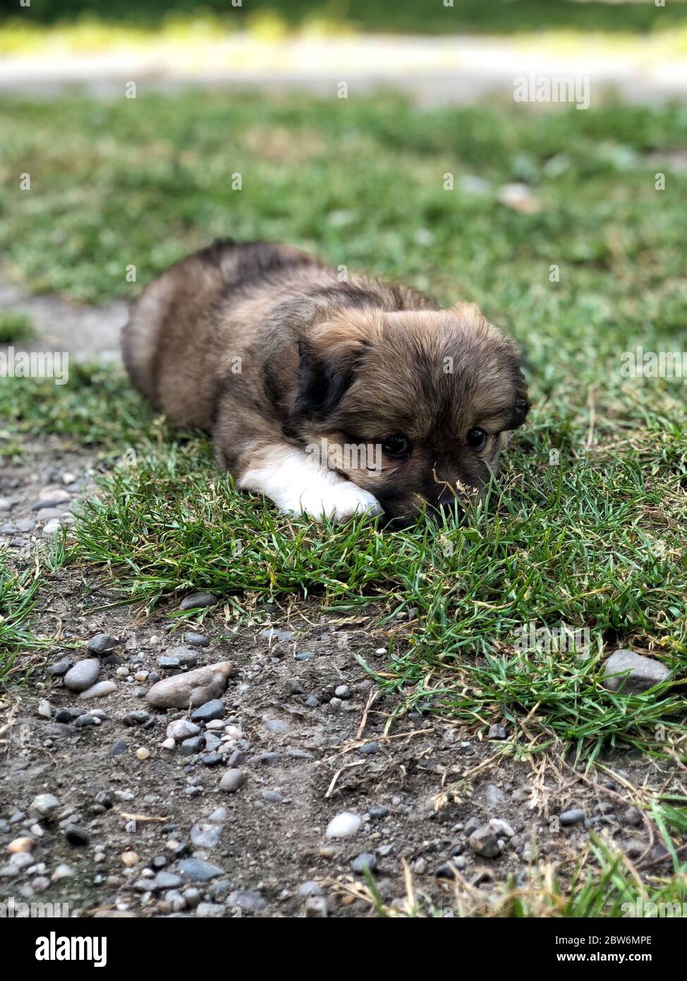 a cute puppy lying on grass at garden Stock Photo - Alamy