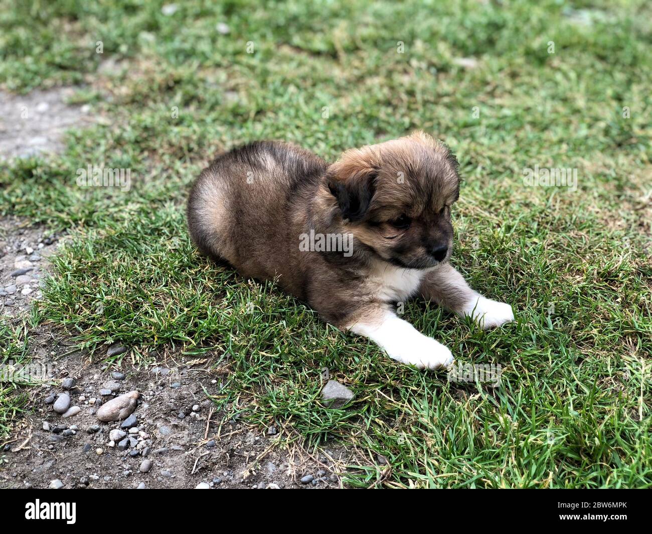 a cute puppy lying on grass at garden Stock Photo - Alamy
