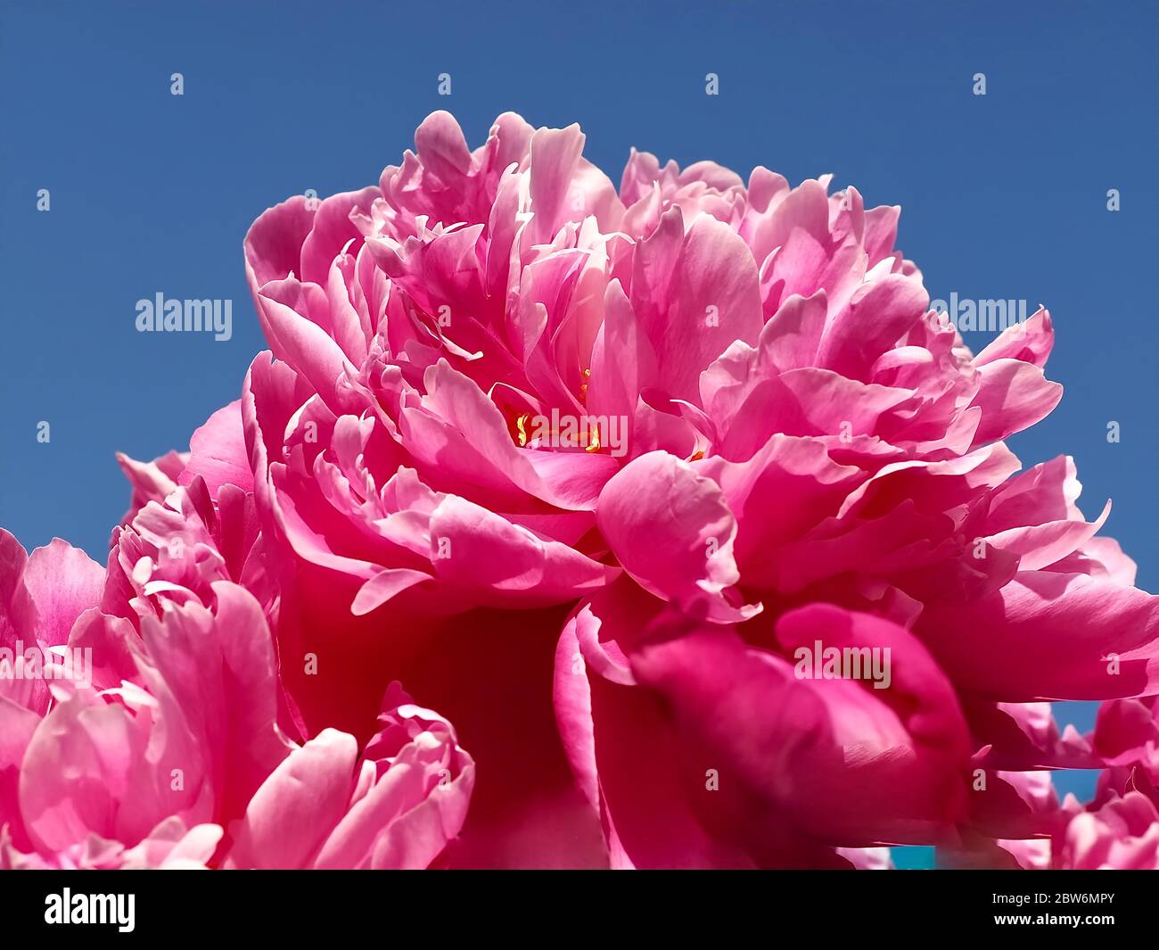 Macro of a pink peony rose flower Stock Photo