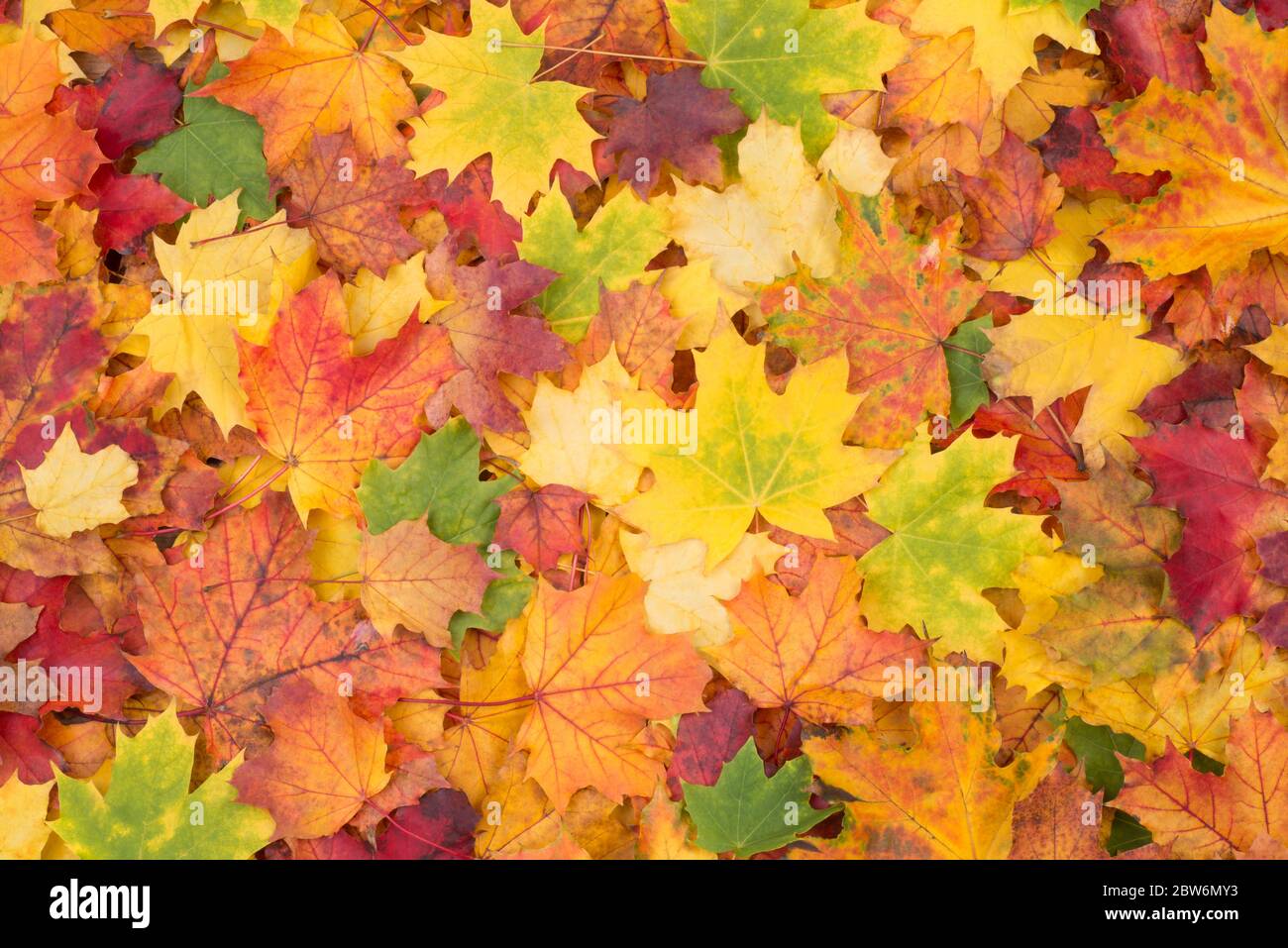Colorful fall leaves background Stock Photo