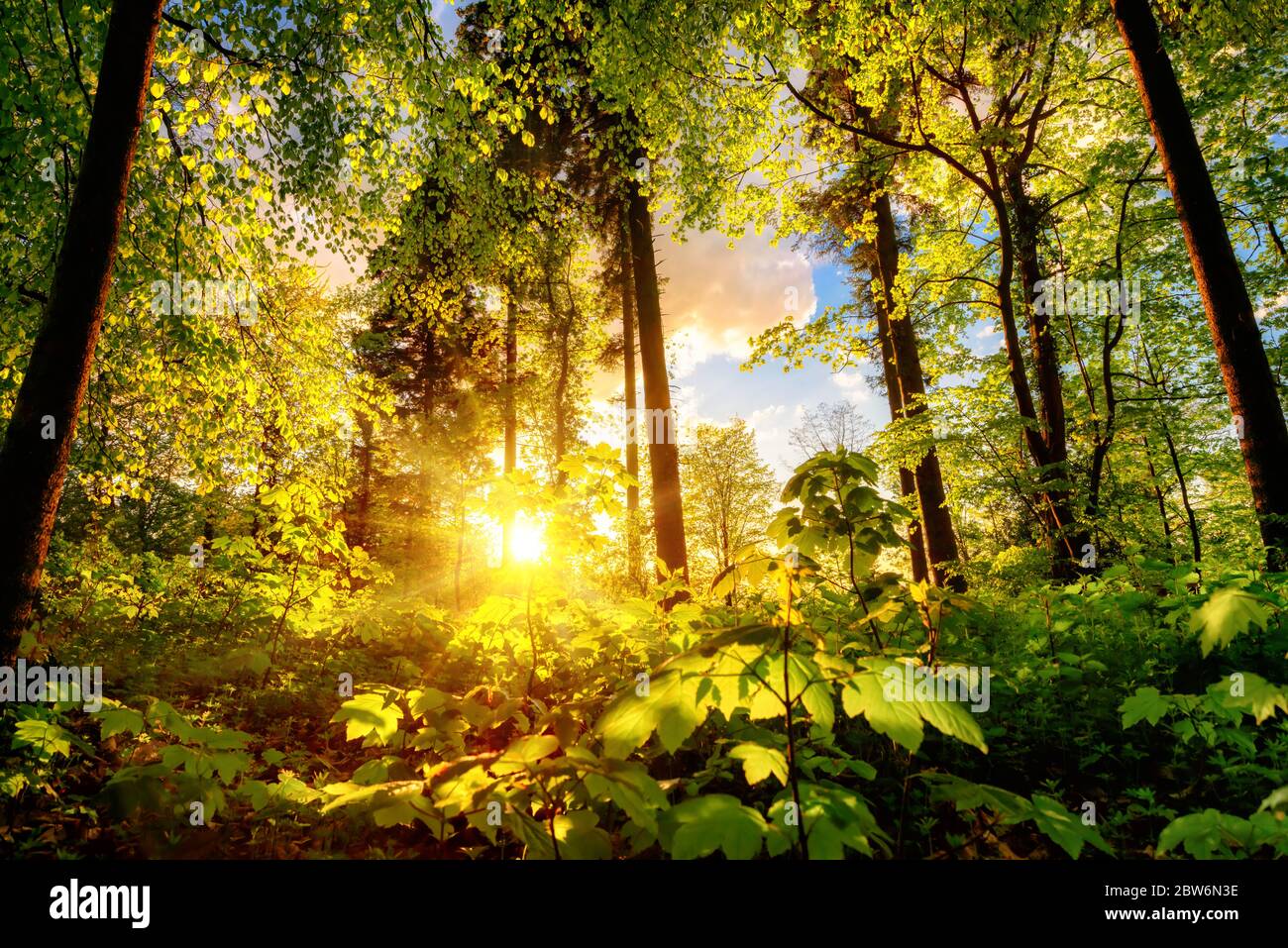Luminous scenery in a forest clearing or park, with the foliage nicely illuminated by the warm sunset light Stock Photo