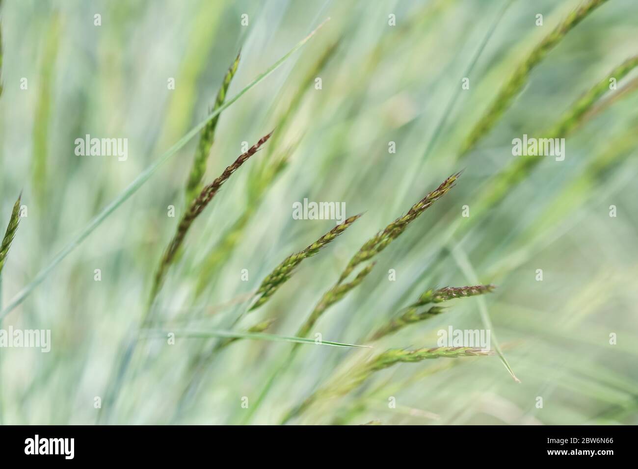 Decorative grass Blue Fescue. Festuca glauca spikelets. Natural background. Stock Photo