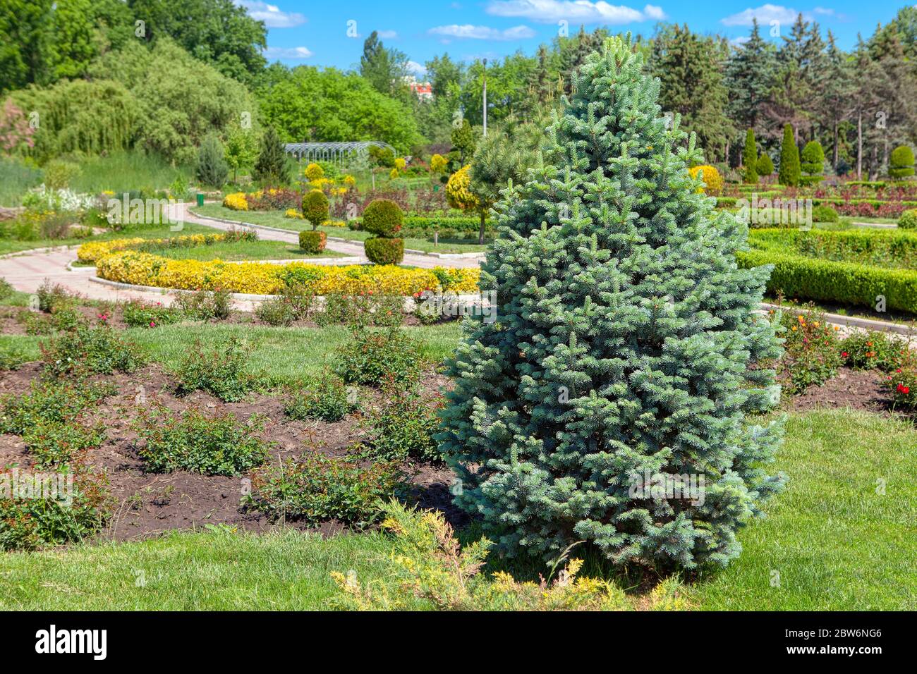 Fir tree seedlings hires stock photography and images Alamy
