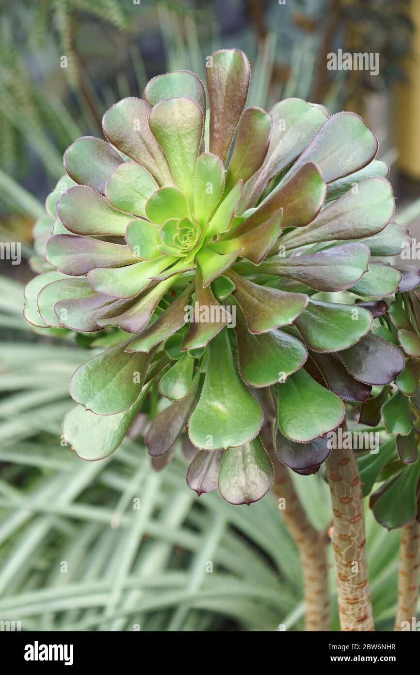 Tree aeonium (Aeonium arboreum). Called Tree houseleek and Irish rose also Stock Photo