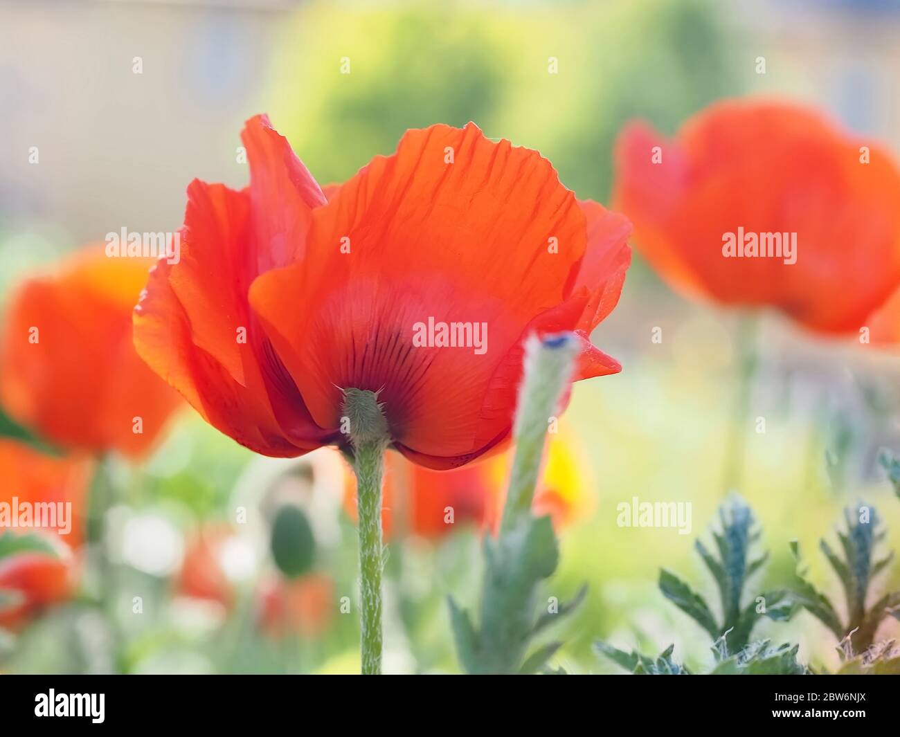 Macro of a red isolated poppy flower Stock Photo