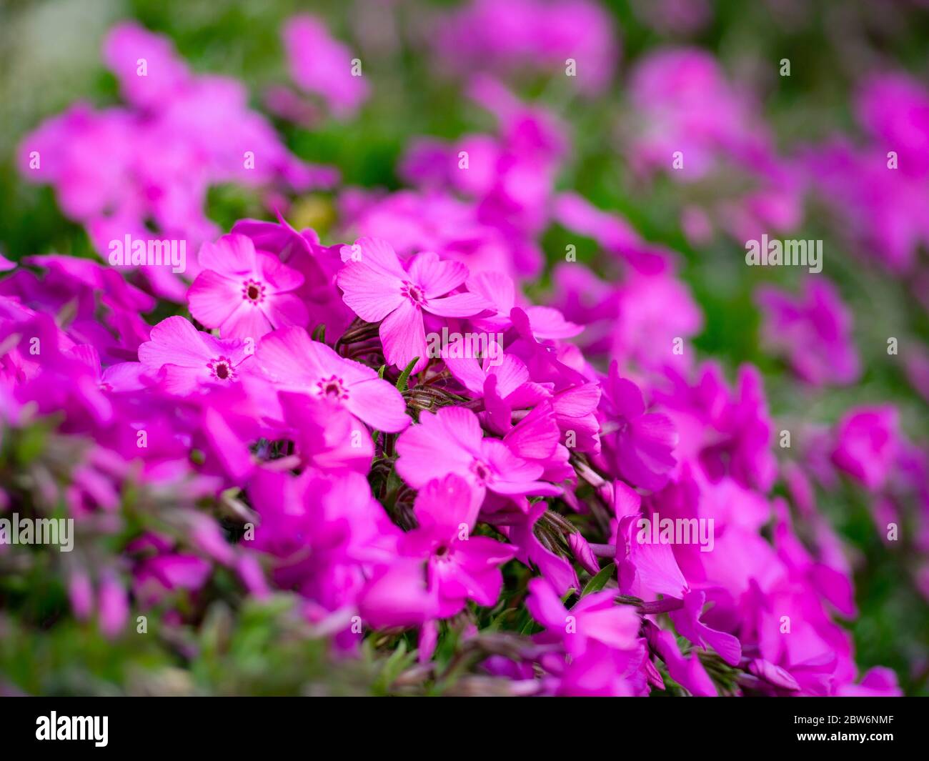 bunch of small purple flowers in outdoors Stock Photo