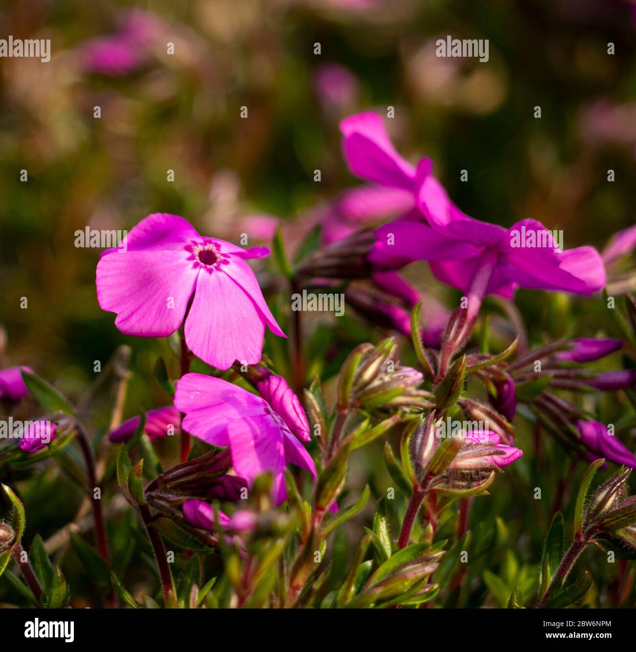 small purple flowers growing in the wild Stock Photo - Alamy