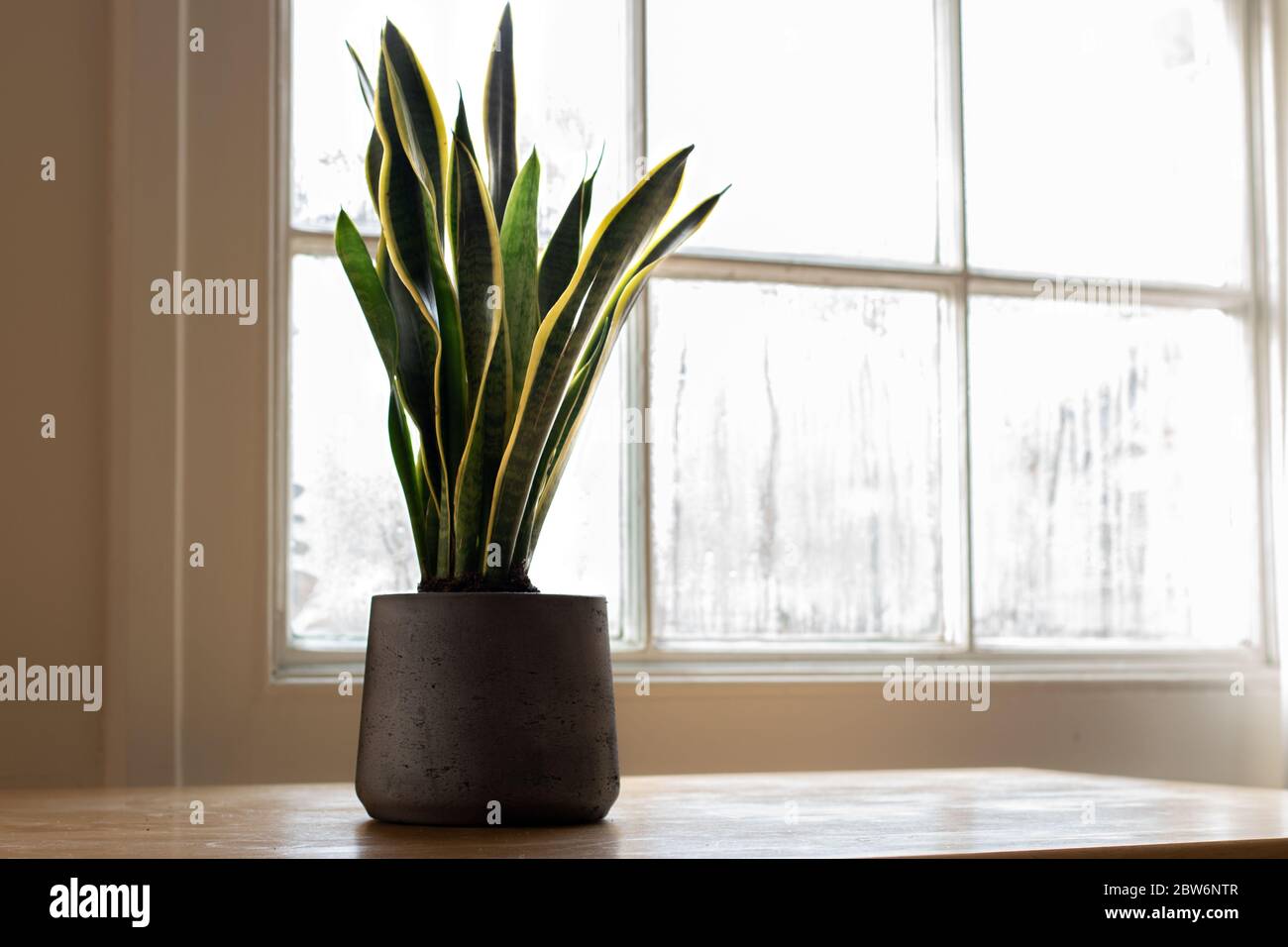 A Sansevieria trifasciata indoor plant, next to a nice white interior. Stock Photo
