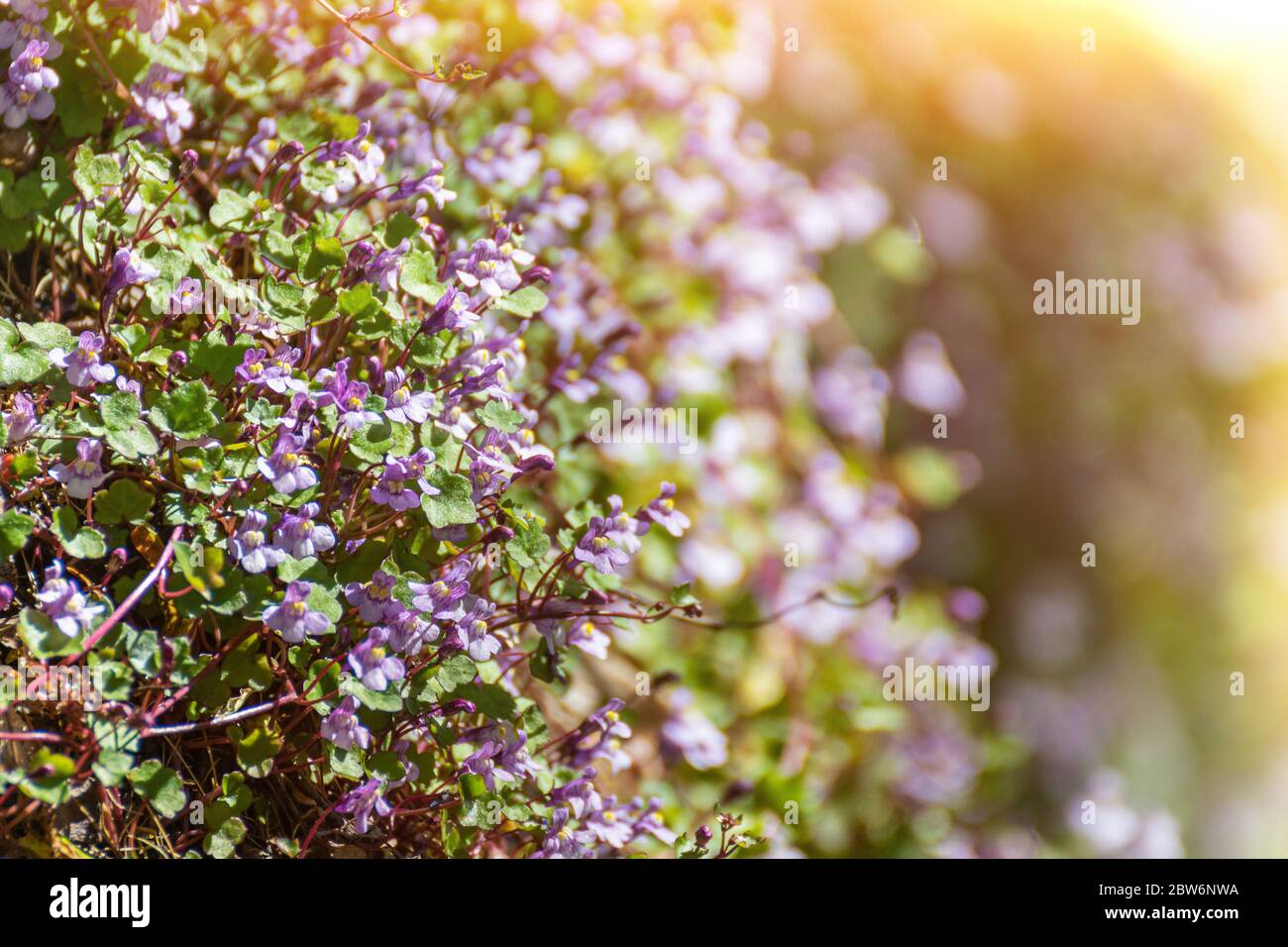 close-up of small purple flowers in sunbeams. gypsophila muralis with the tiny flowers. Stock Photo
