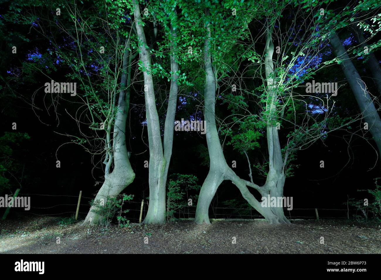 Nellie's Tree,is a set of 3 Beech Trees, which was crafted into the ...