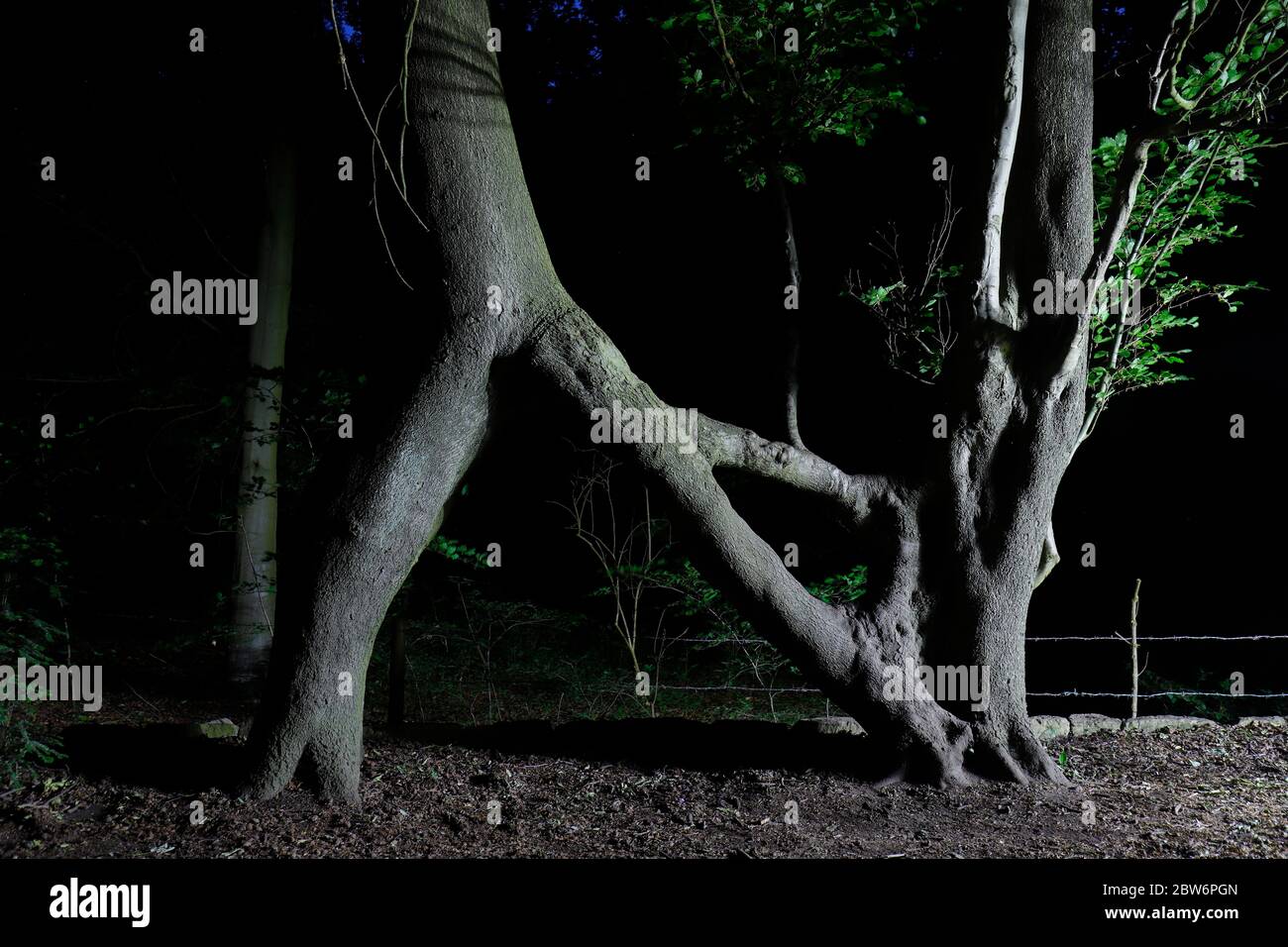 Nellie's tree hi-res stock photography and images - Alamy