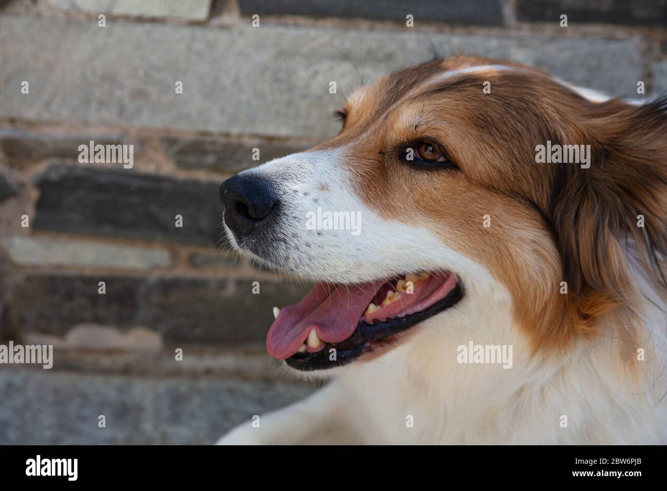 Cute Female Greek Shepherd Dog Looking At The Left Side White And Brown Color Pet Animal Head Closeup View Blur Stonewall Background Stock Photo Alamy