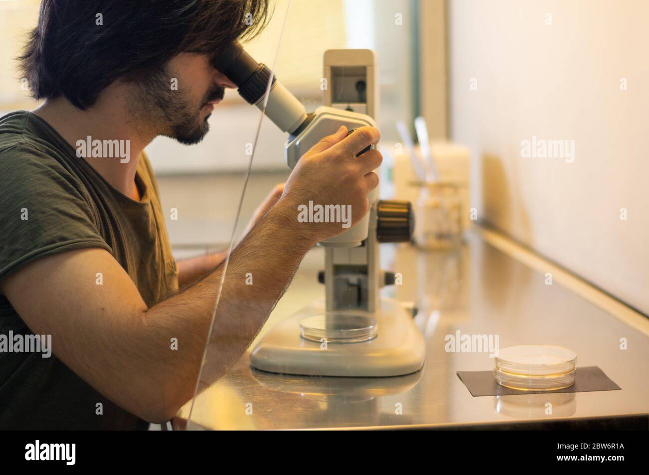 Young researcher looking through a stereo microscope inside a laminar flow cabinet used to tissue culture in petri dishes  in a research laboratory Stock Photo