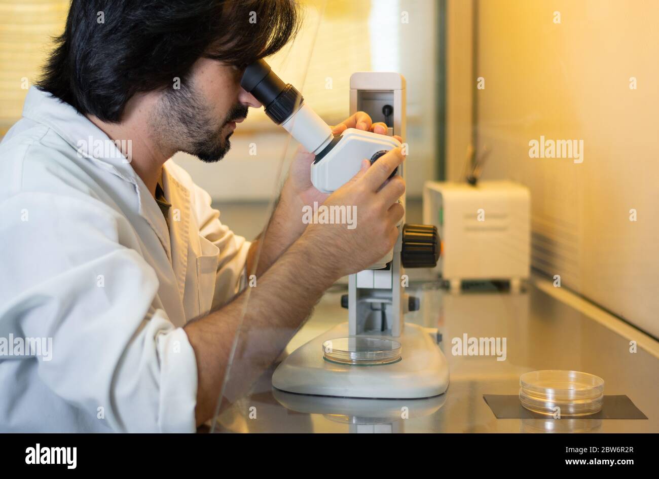 Young researcher looking through a stereo microscope inside a laminar flow cabinet used to tissue culture in petri dishes  in a research laboratory Stock Photo