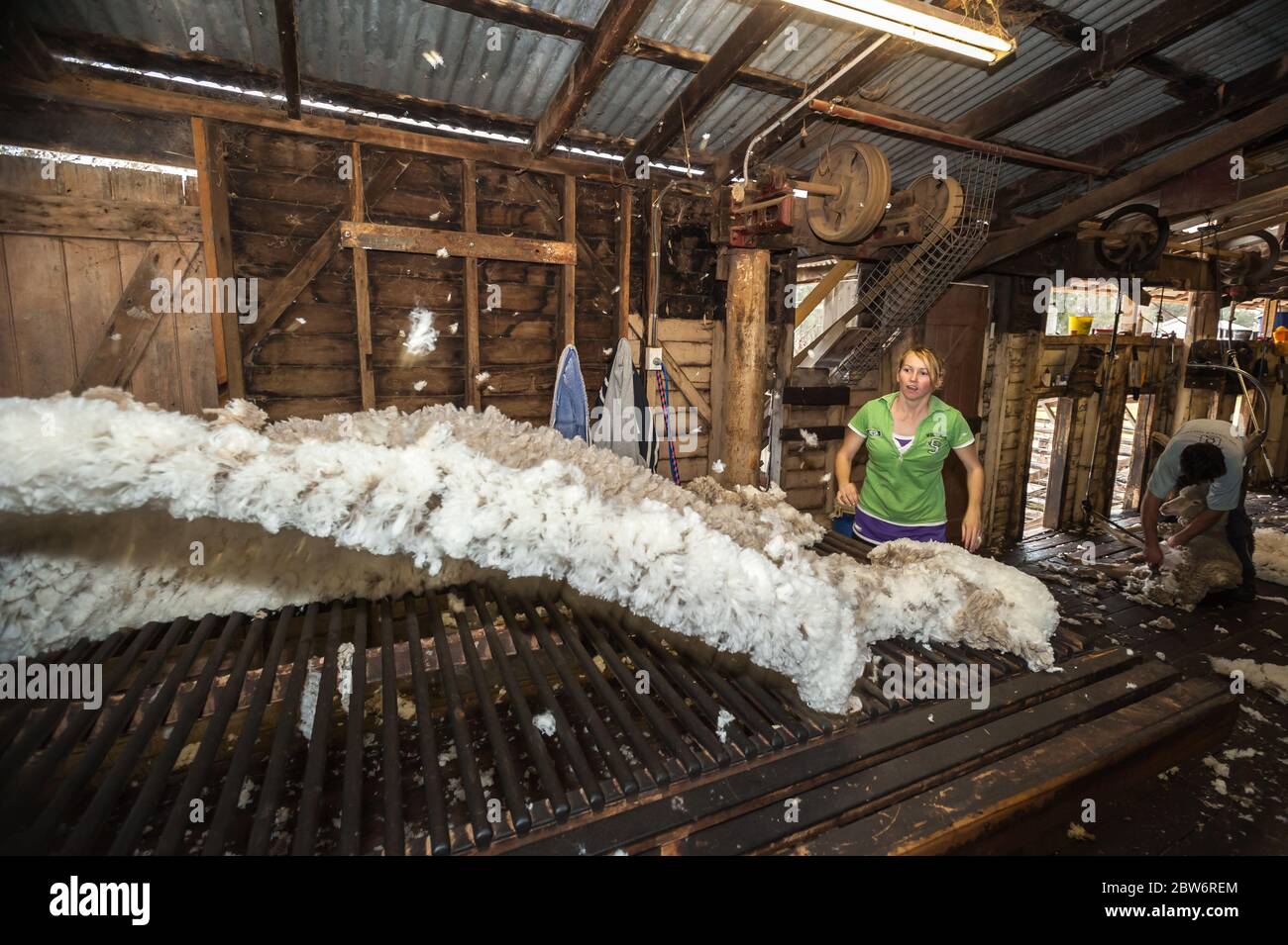 Roustabout and wool classer throws a fleece on wooden classing table in a 10 stand shearing shed in Northern New South Wales. Stock Photo