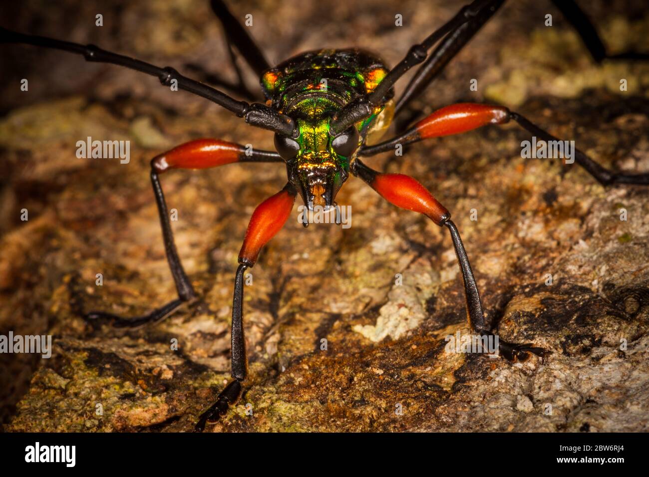 Colorful beetle in the understory in the lush rainforest of Altos de Campana national park, Panama province, Republic of Panama. Stock Photo