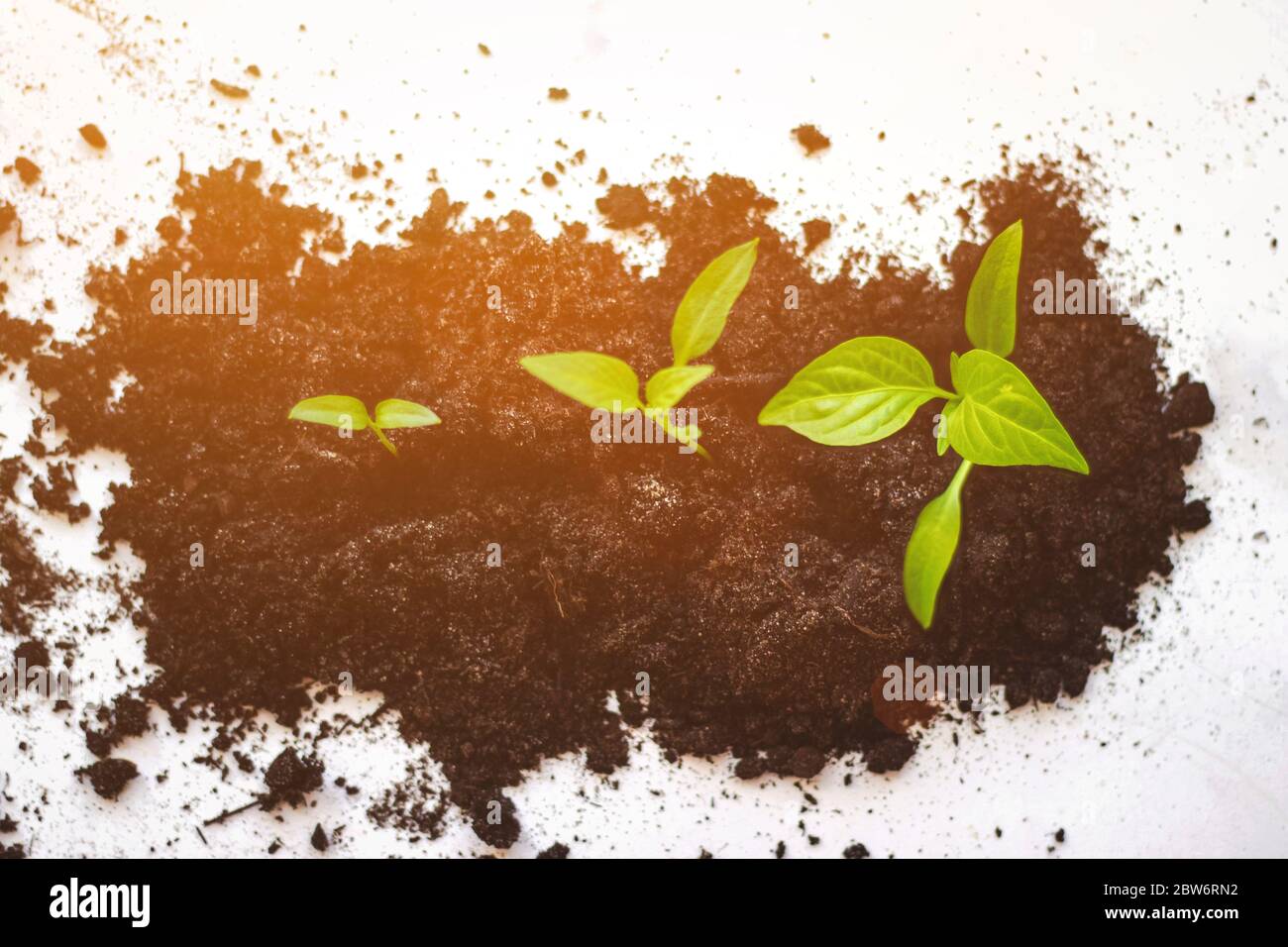 Plant growth evolution from seed to sapling, ecology concept. Growth Sequence - A sequence of seedlings growing progressively taller, isolated against Stock Photo