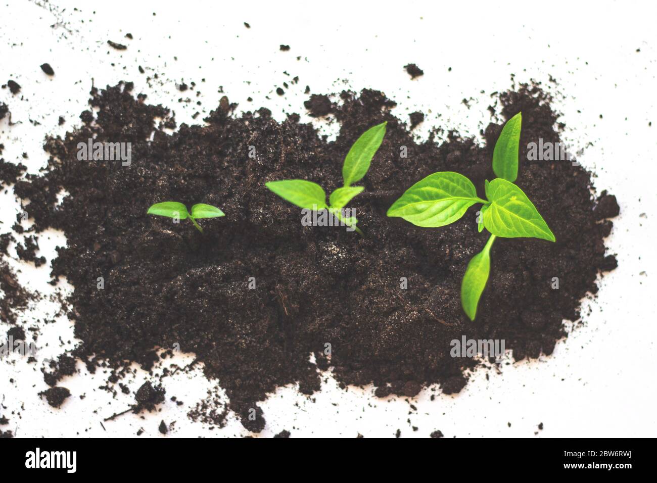 Growth Sequence - A sequence of seedlings growing progressively taller, isolated against a white background. Pumpkin seedlings are growing from the so Stock Photo