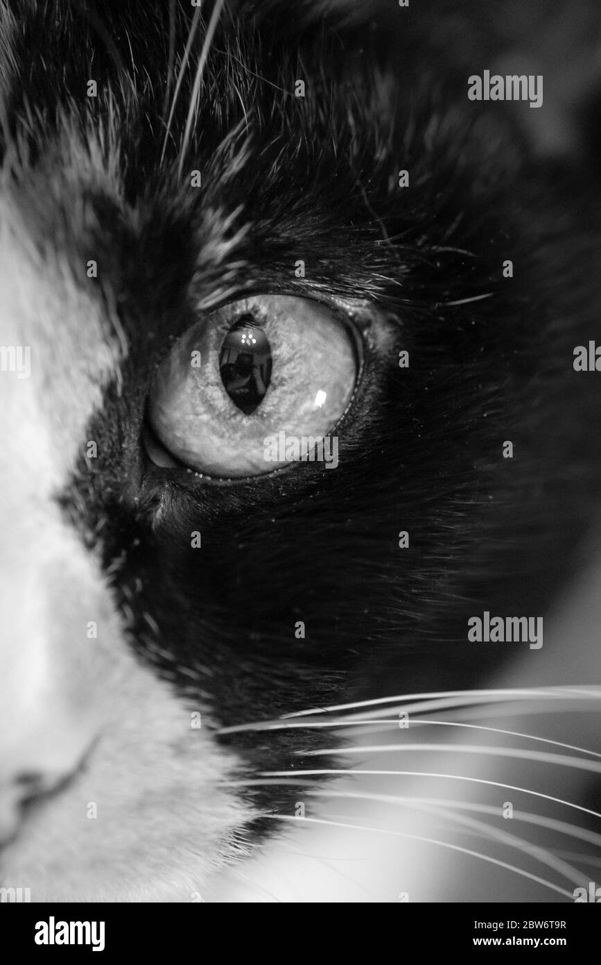 Half Face of a Pet Cat with Eye Nose Whiskers Macro Closeup Stock Photo