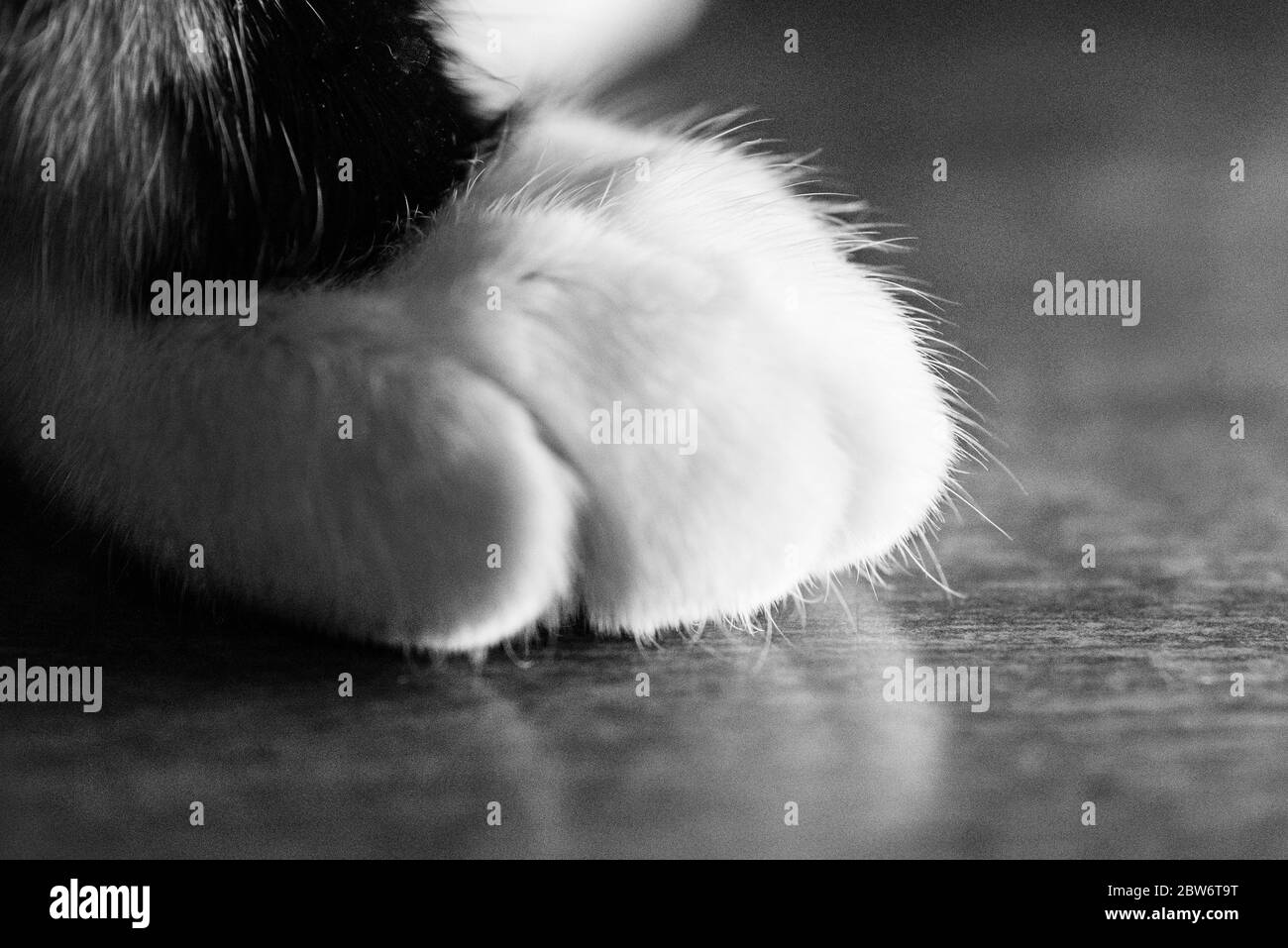 Black & White Macro Closeup of a Pet Cat Paw Stock Photo