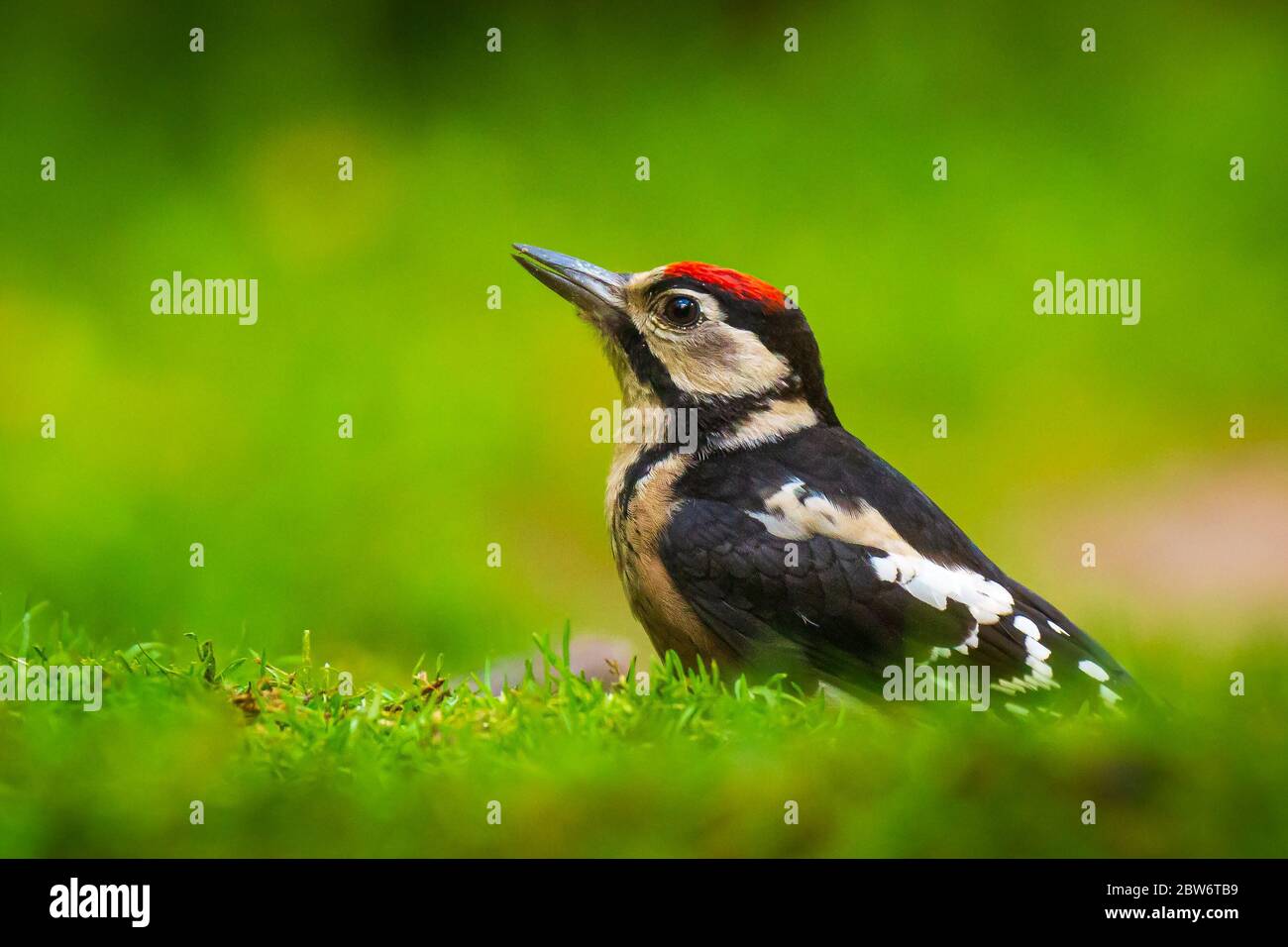 Closeup of a great spotted woodpecker bird, Dendrocopos major, perched on the forest floor Stock Photo