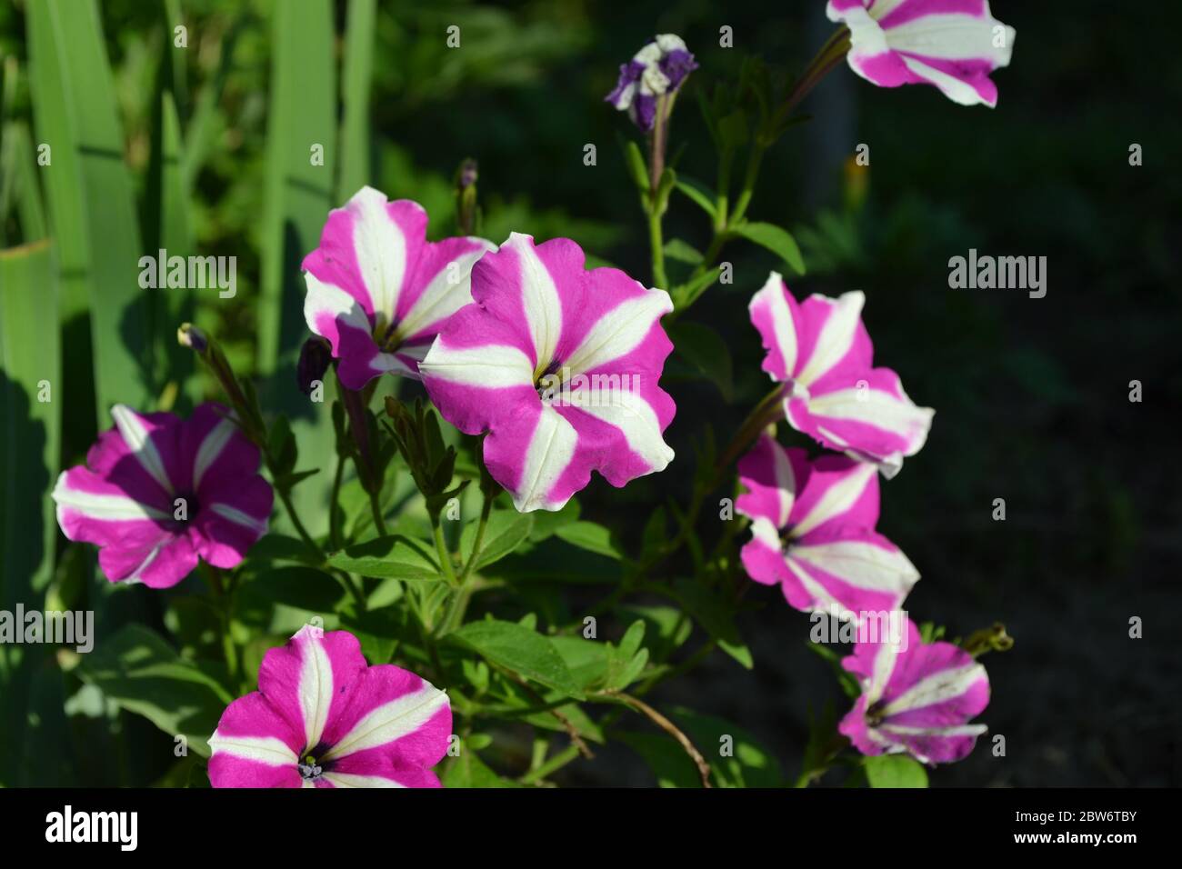 Gardening. Petunia flower. Blooming petunia hybrid. Herbaceous or semi-shrub perennial plant of the family Solanaceae Stock Photo