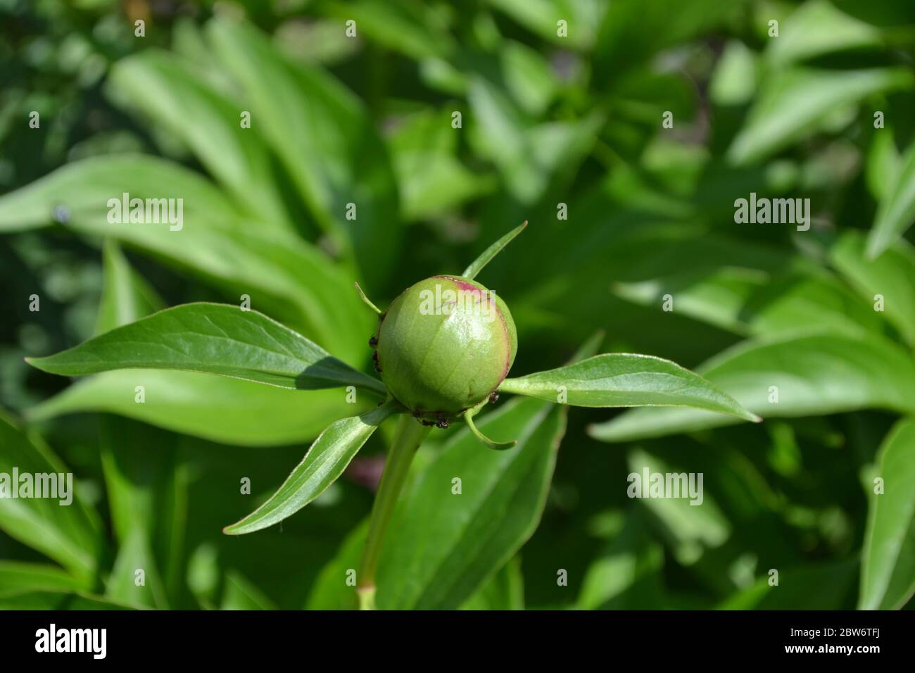 Gardening. Flower Peony. Paeonia, herbaceous perennials and deciduous shrubs. Young buds Stock Photo