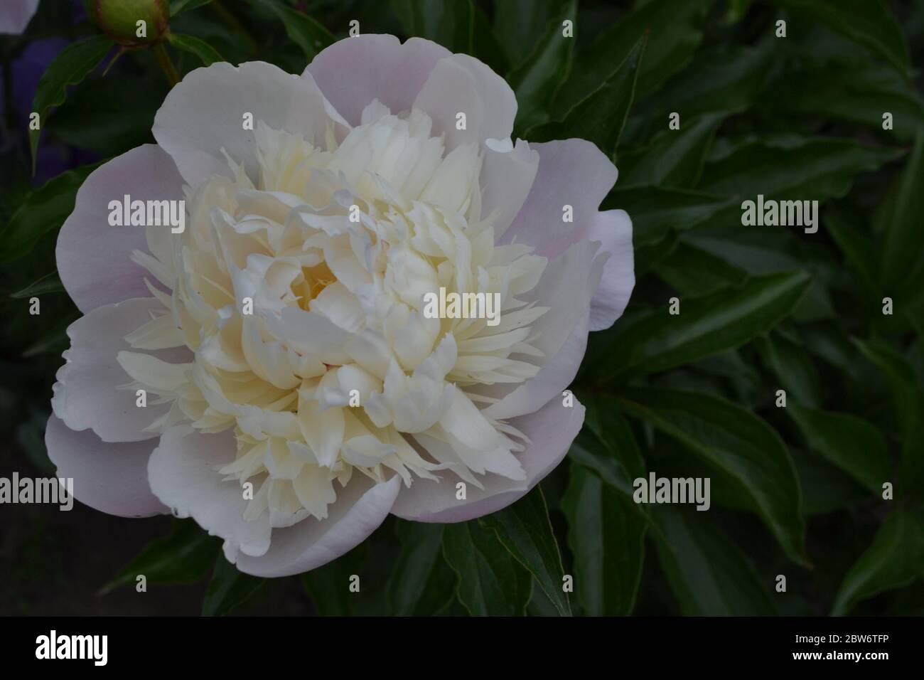 Gardening Home garden, flower bed. House, field, farm, village. Green leaves, bushes. Flower Peony. Paeonia, herbaceous perennials and deciduous shrub Stock Photo