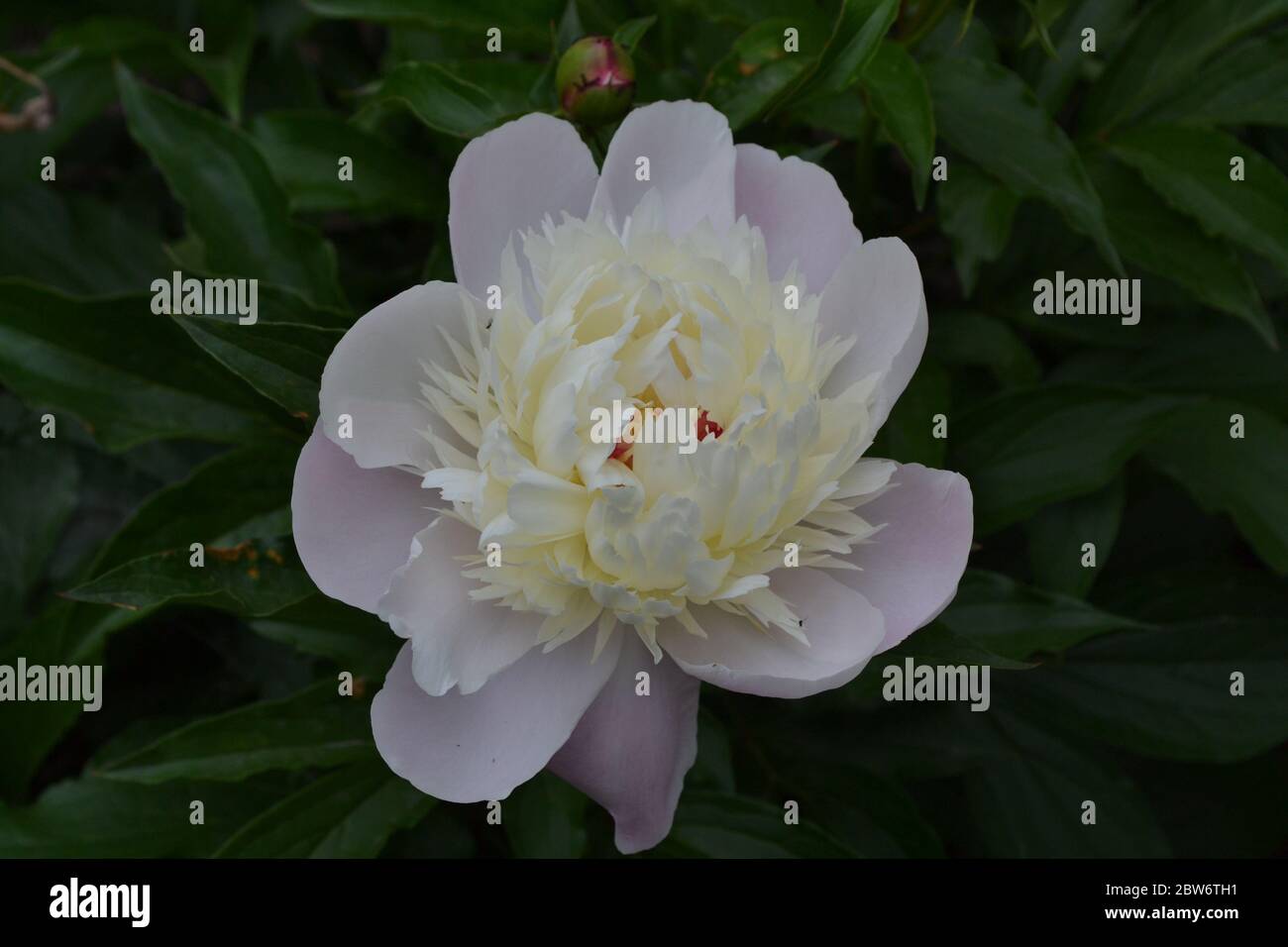 Home garden, flower bed. Gardening. House, field, farm. Green leaves, bushes. Flower Peony. Paeonia, herbaceous perennials and deciduous shrubs. White Stock Photo