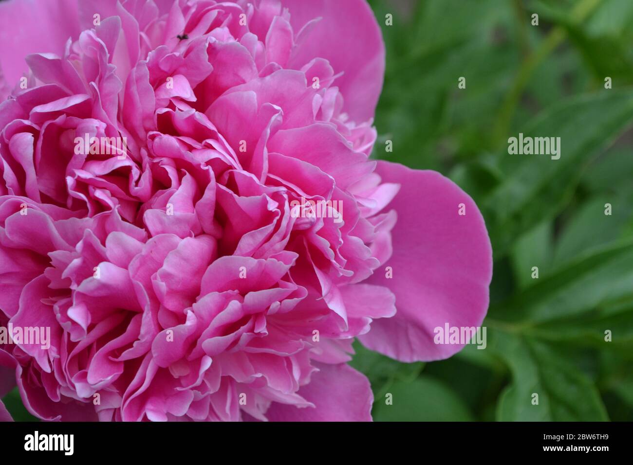 Gardening Home Garden Flower Bed House Green Leaves Bushes Flower Peony Paeonia Herbaceous Perennials And Deciduous Shrubs Pink Flowers Stock Photo Alamy