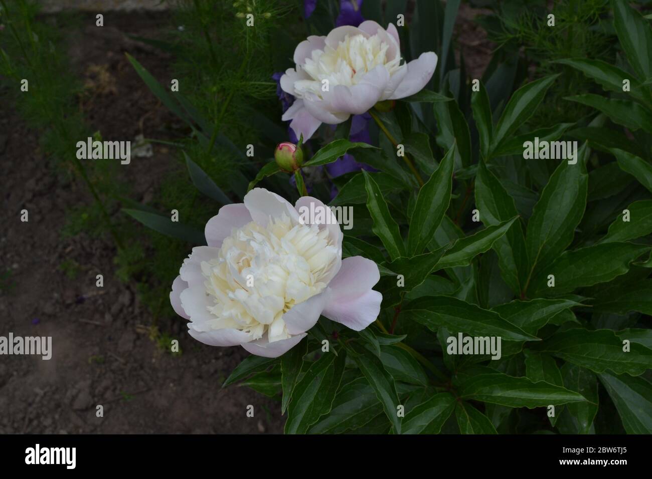 Home garden, flower bed. Gardening. House, field, farm, village. Green leaves, bushes. Flower Peony. Paeonia, herbaceous perennials and deciduous shru Stock Photo