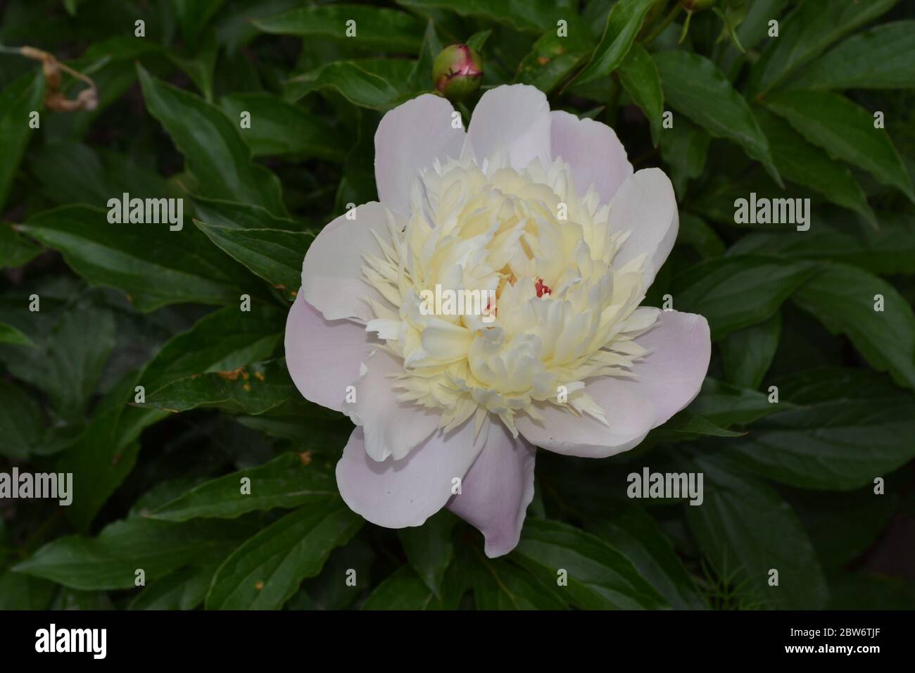 Home garden, flower bed. Gardening. House, field. Green leaves, bushes. Flower Peony. Paeonia, herbaceous perennials and deciduous shrubs. White flowe Stock Photo