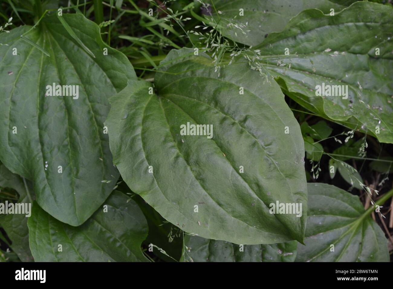 Gardening. Green. Plantain. Plantago Major, a perennial herb of the family Plantagenaceae. Valuable medicinal plant Stock Photo