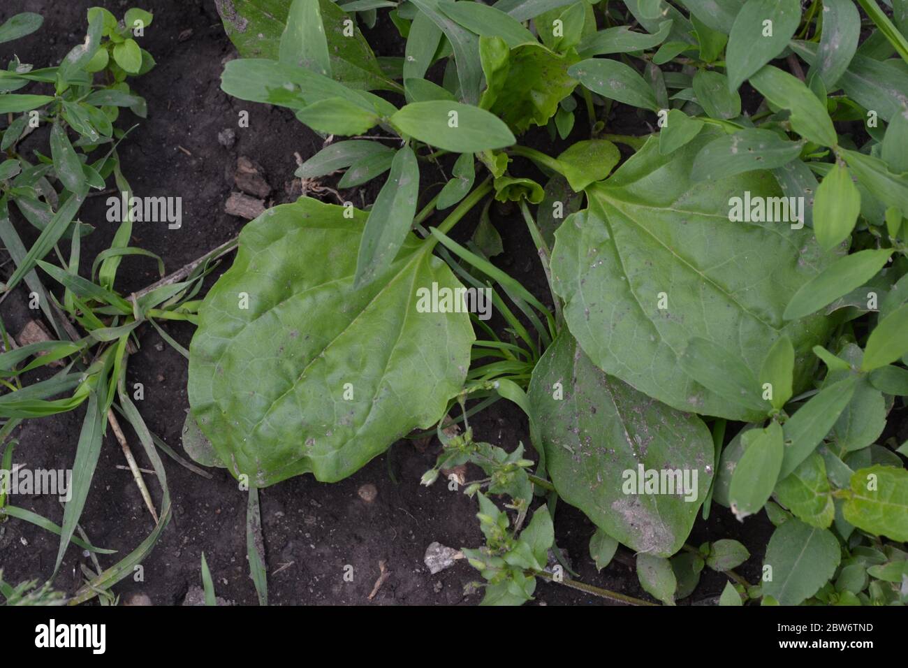 Gardening. Green leaves, bushes. Plantain. Plantago Major, a perennial herb of the family Plantagenaceae. Valuable medicinal plant Stock Photo