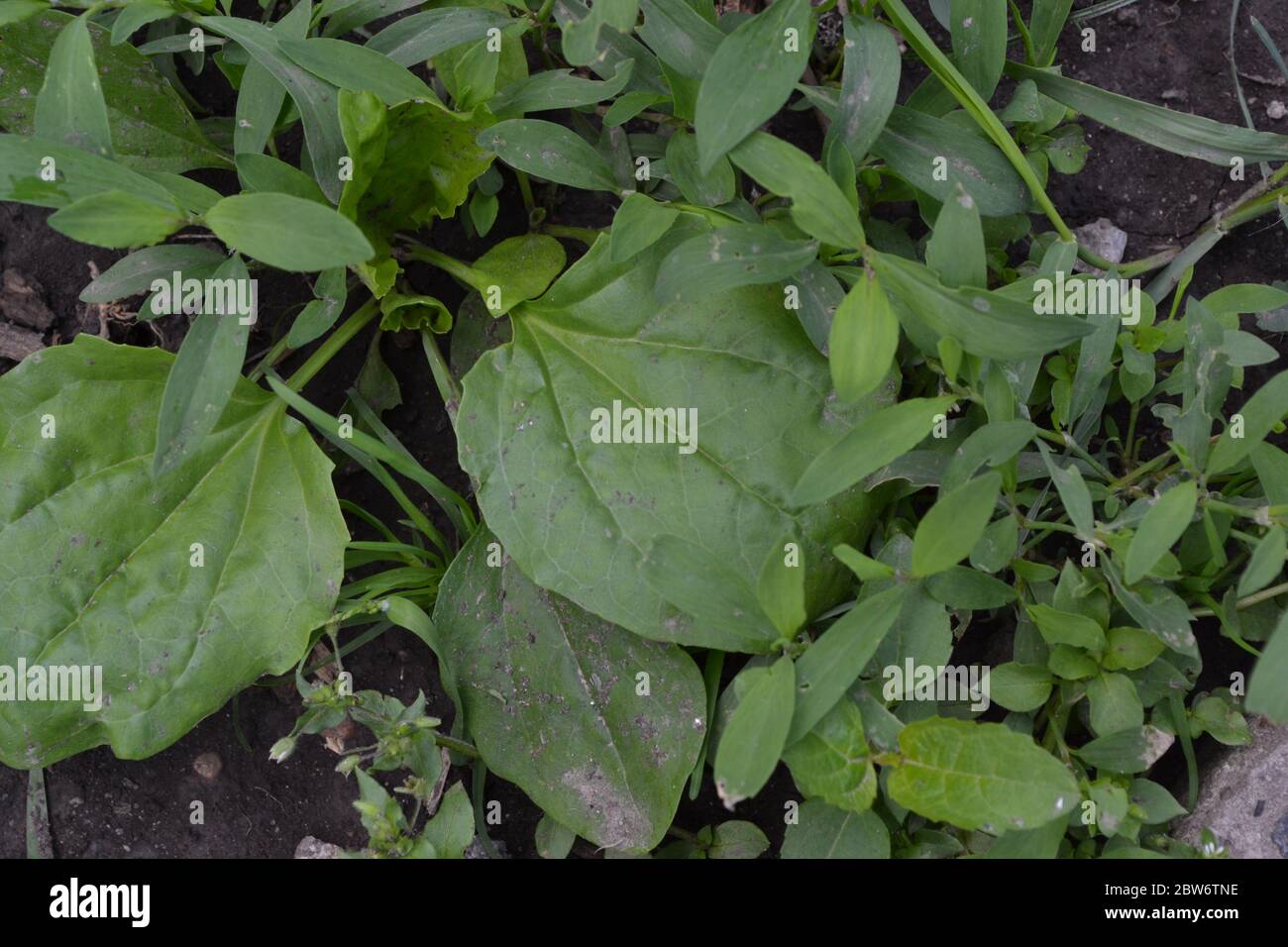 Gardening. Green leaves. Plantain. Plantago Major, a perennial herb of the family Plantagenaceae. Valuable medicinal plant Stock Photo