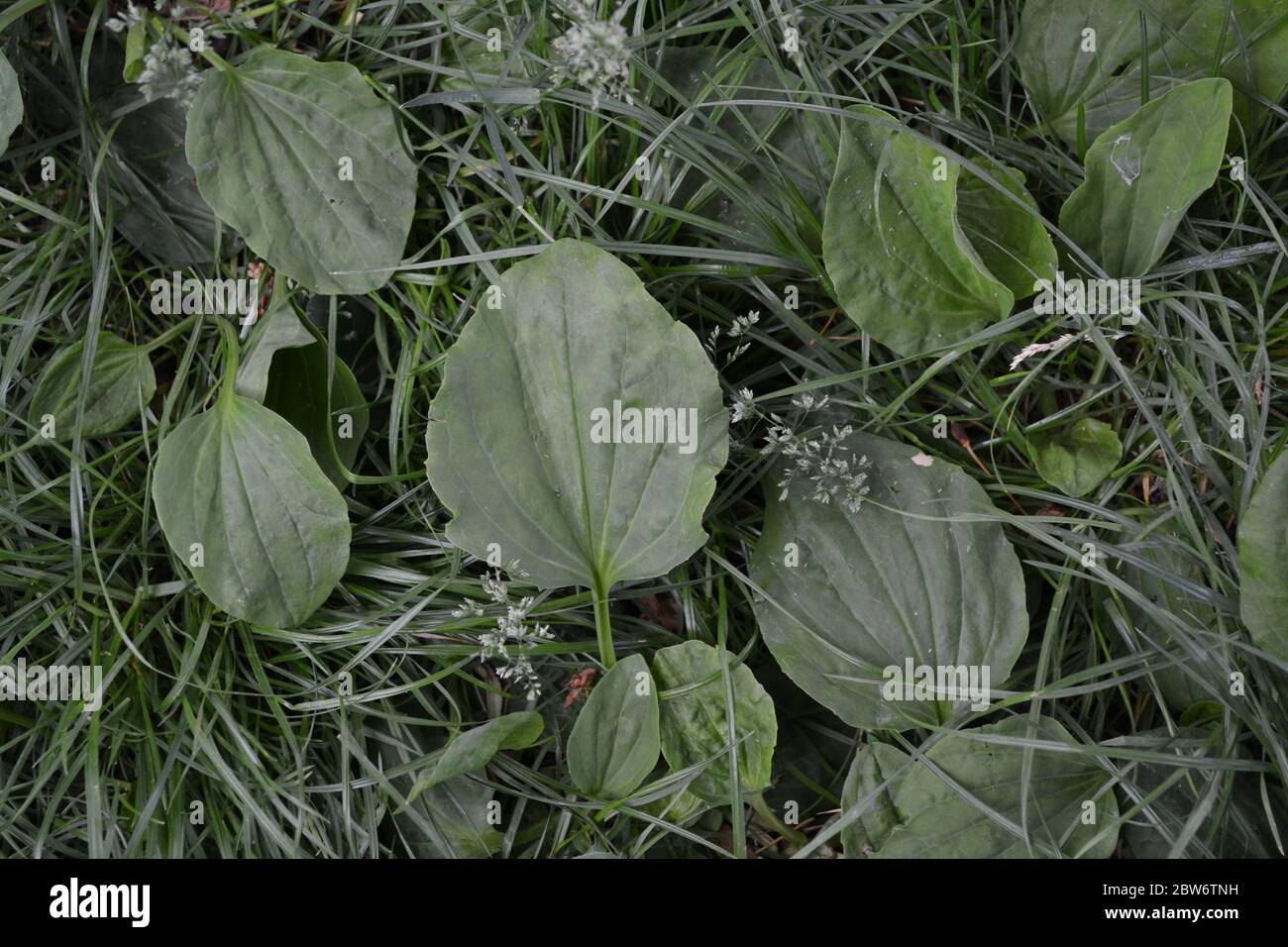 Gardening Home garden, flower bed. House, field, farm. Green leaves