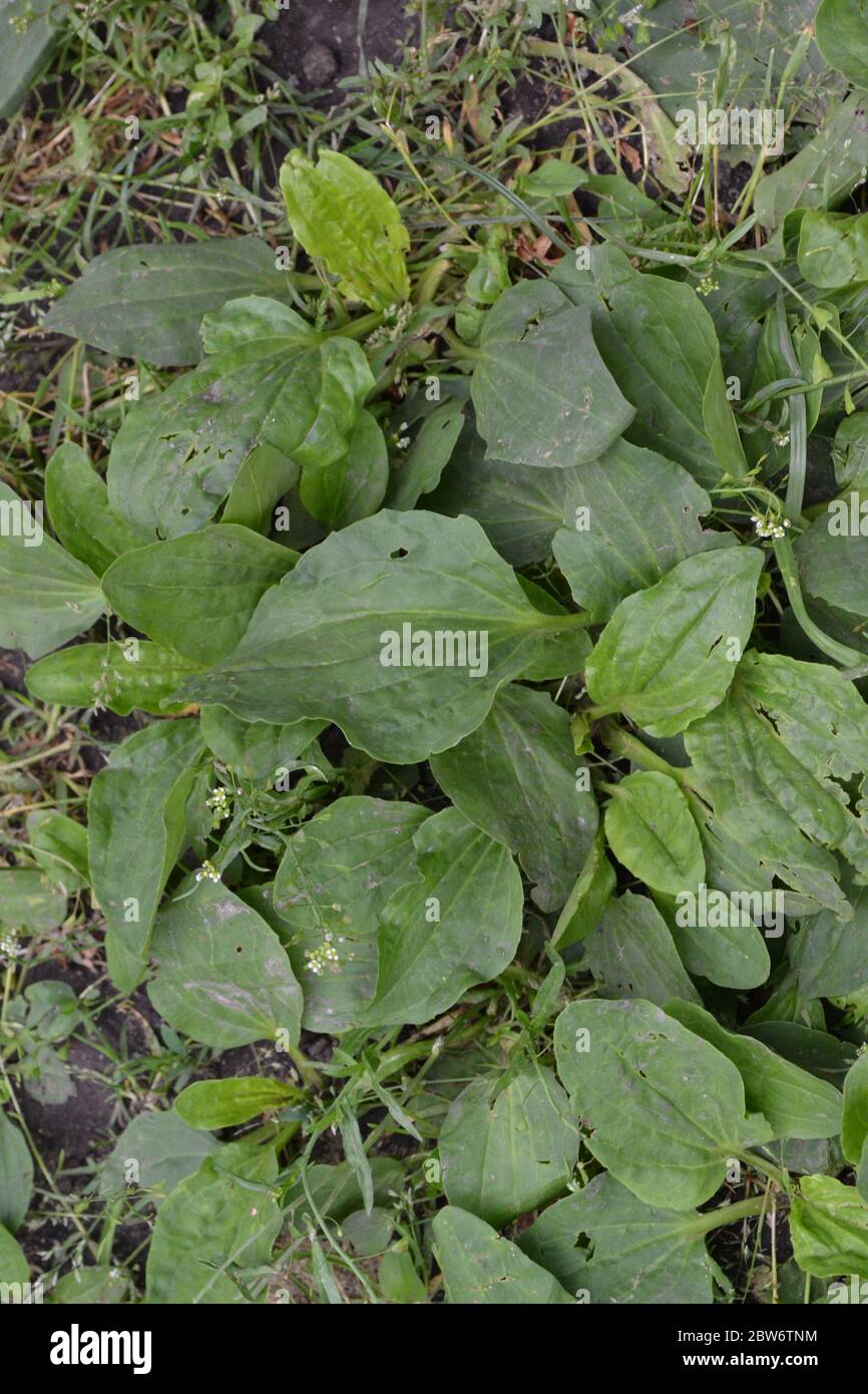 Gardening. Home garden. Green leaves, bushes. Plantain. Plantago Major, a perennial herb of the family Plantagenaceae. Valuable medicinal plant Stock Photo