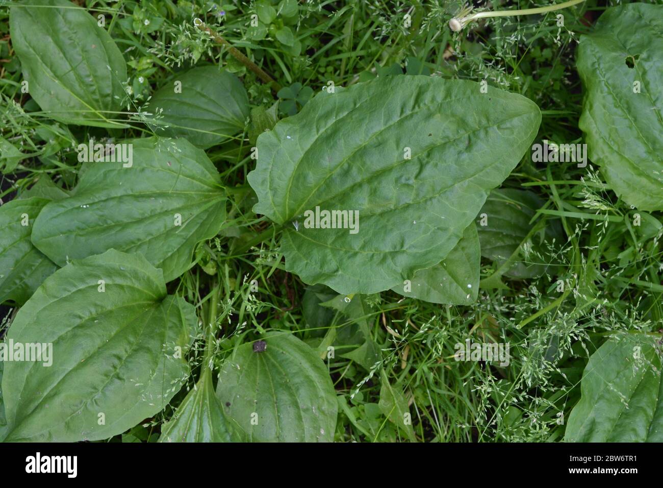 Gardening. Plantain. Plantago Major, a perennial herb of the family Plantagenaceae. Valuable medicinal plant Stock Photo