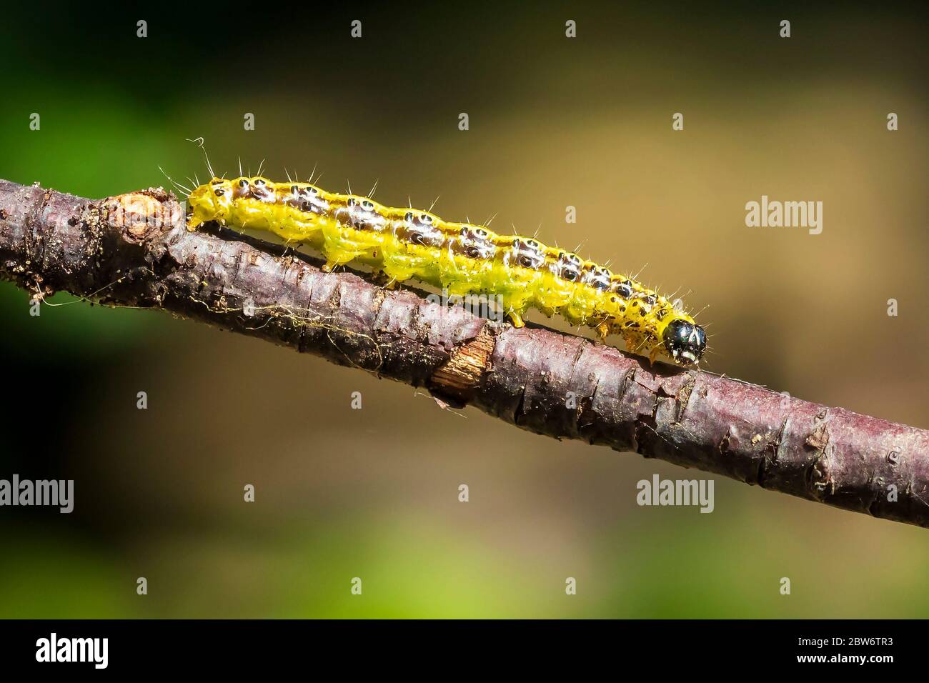 Closeup of a Box tree moth caterpillar, Cydalima perspectalis, feeding on leaves. An invasive species in Europe and has been ranked the top garden pes Stock Photo