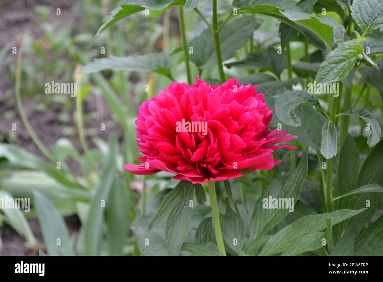 Red flowers. Gardening. Home garden, flower bed. House. Green leaves, bushes. Flower Peony. Paeonia, herbaceous perennials and deciduous shrubs Stock Photo