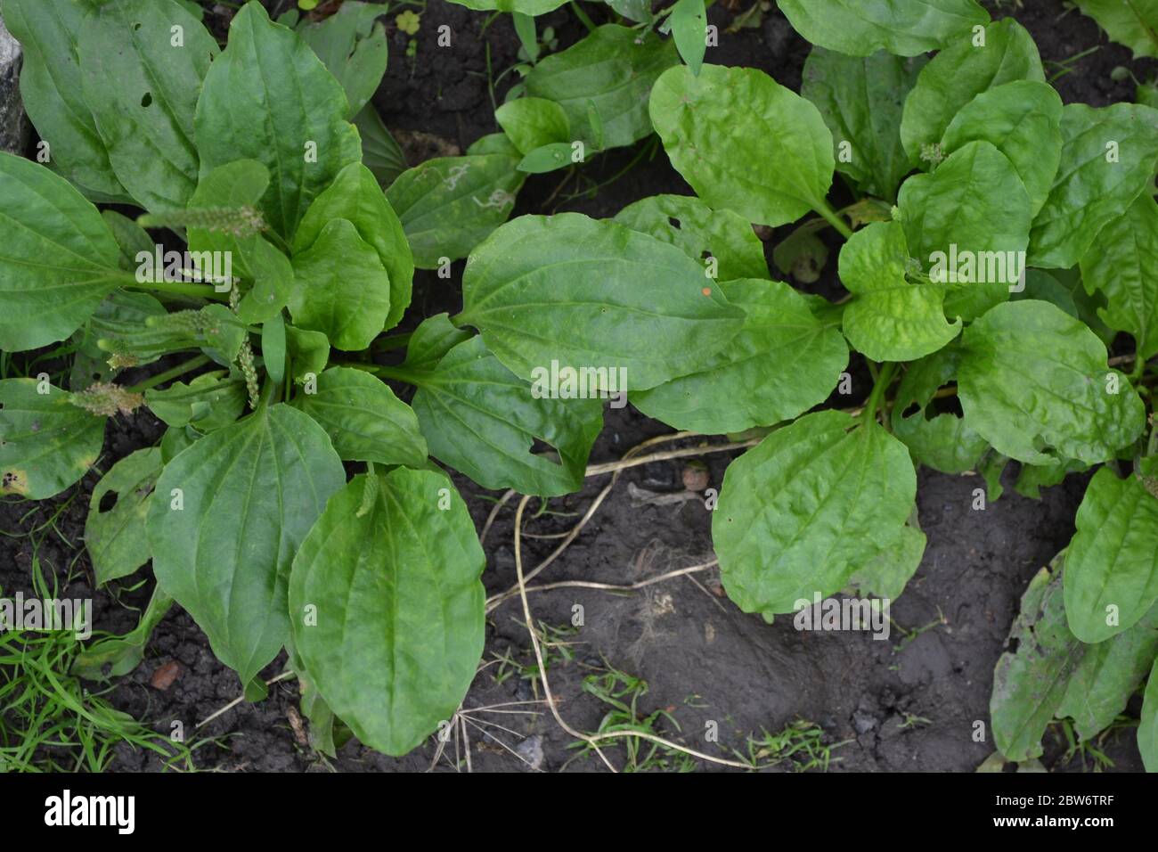 Valuable medicinal plant. Gardening. Green. Plantain. Plantago Major, a perennial herb of the family Plantagenaceae Stock Photo