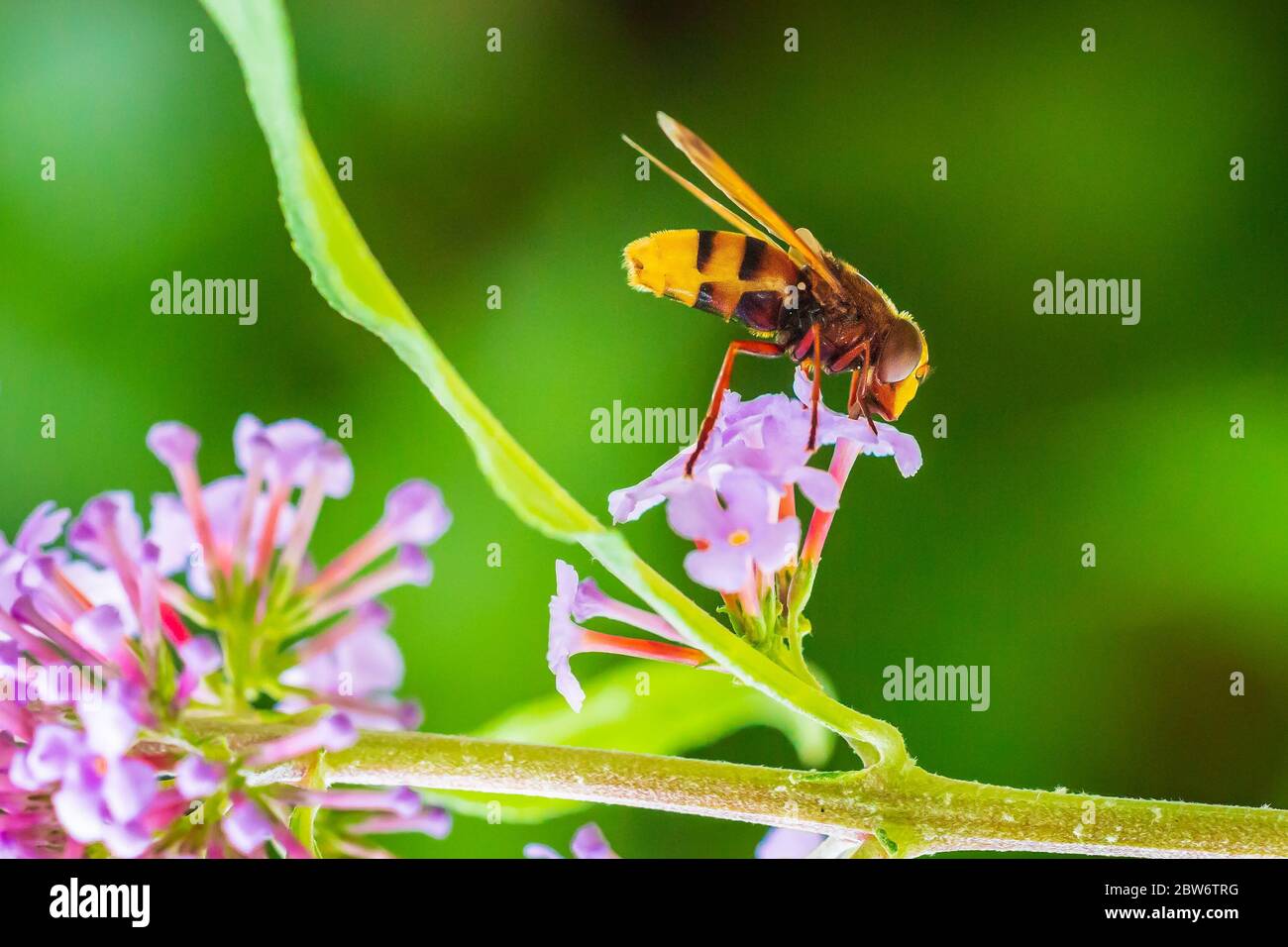 Volucella zonaria, the hornet mimic hoverfly, feeding nectar on purple Buddleja davidii flowers Stock Photo
